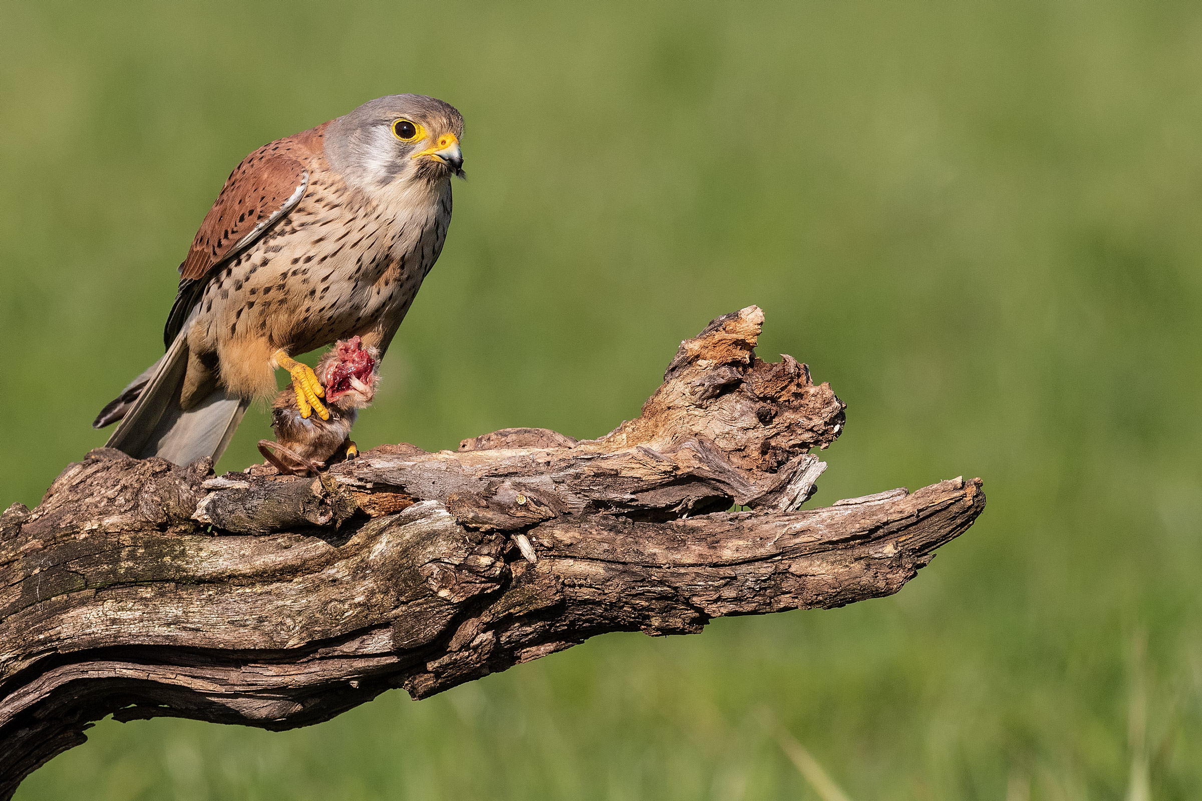 Male Kestrel