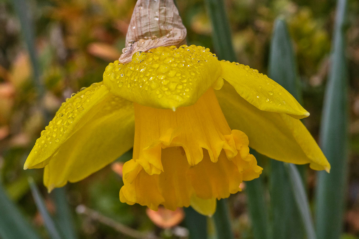 Daffodil