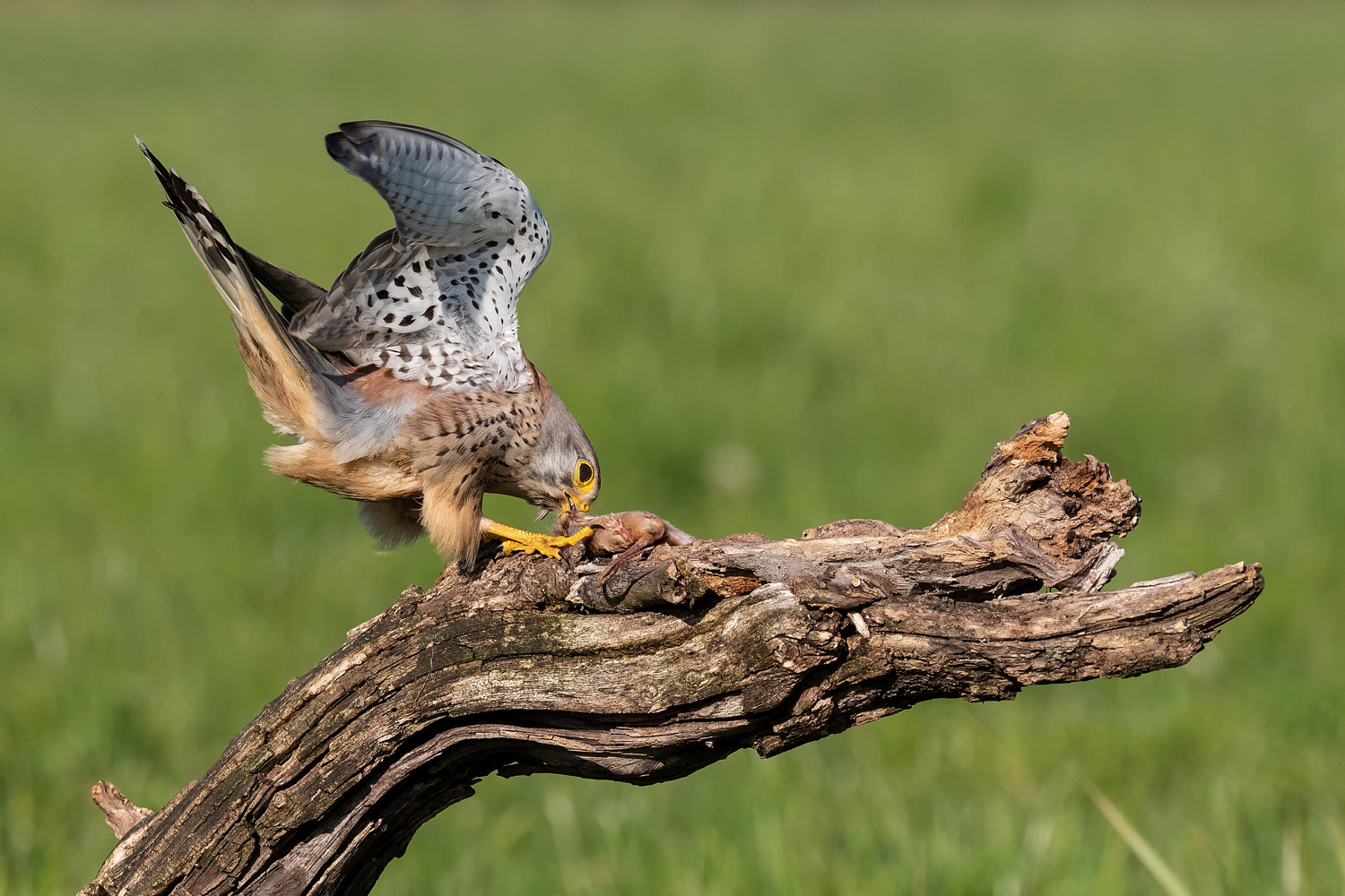 Male Kestrel
