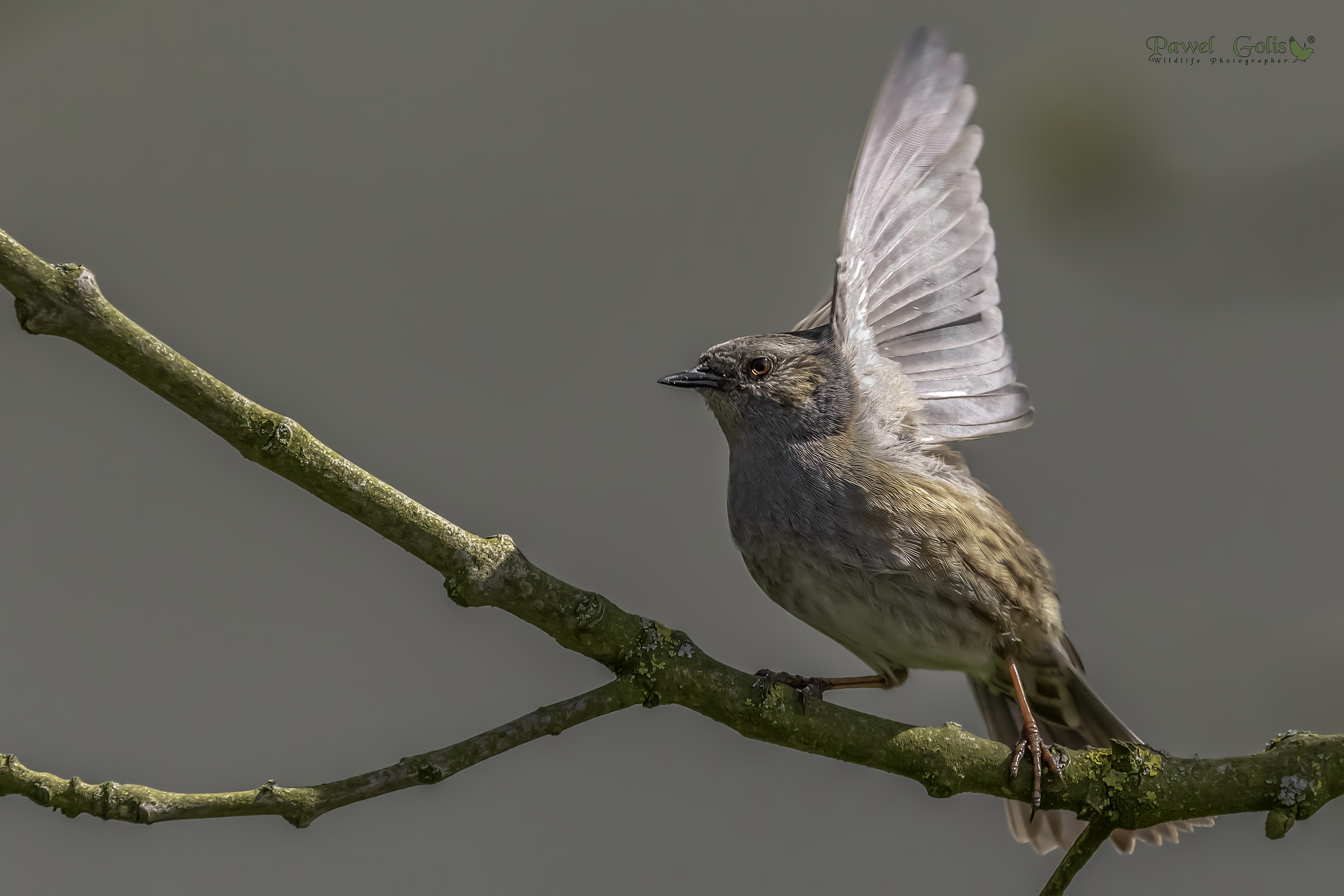 Dunnock (Prunella modularis)