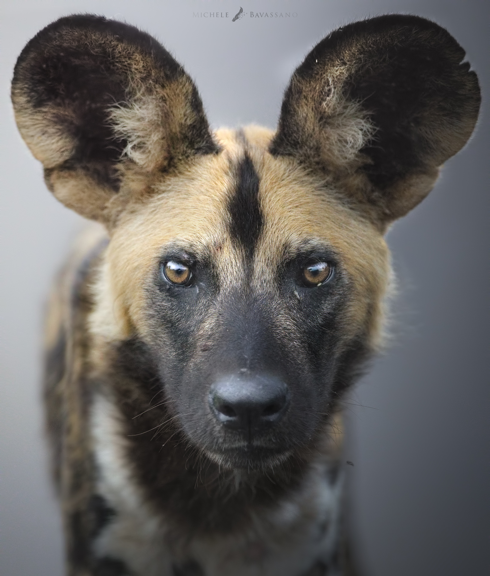 Wild Dog