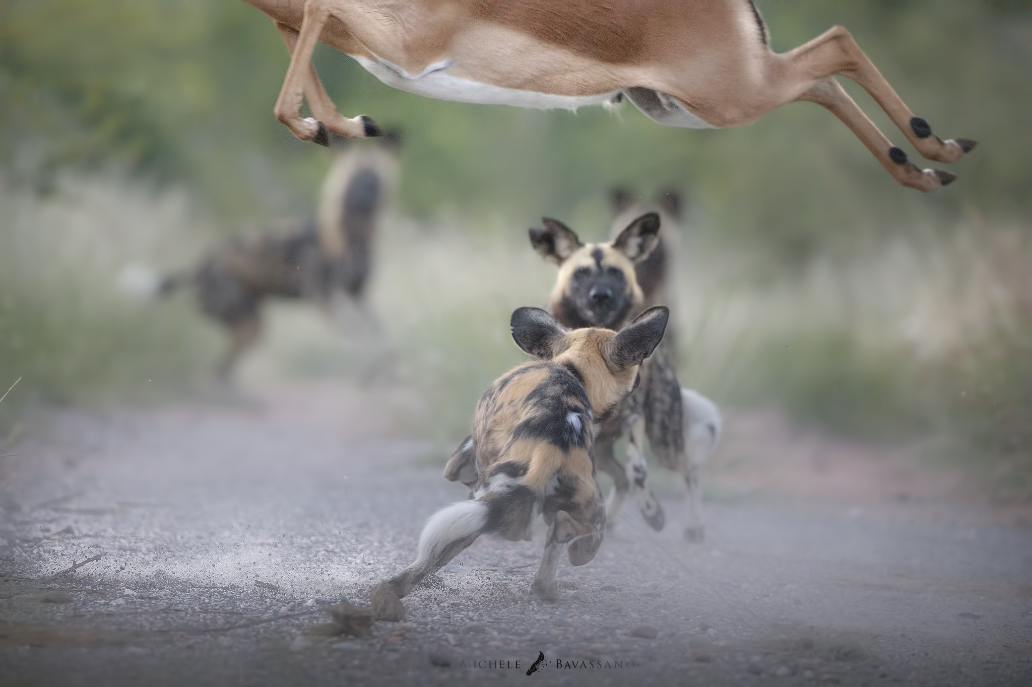 Wild Dogs Hunt