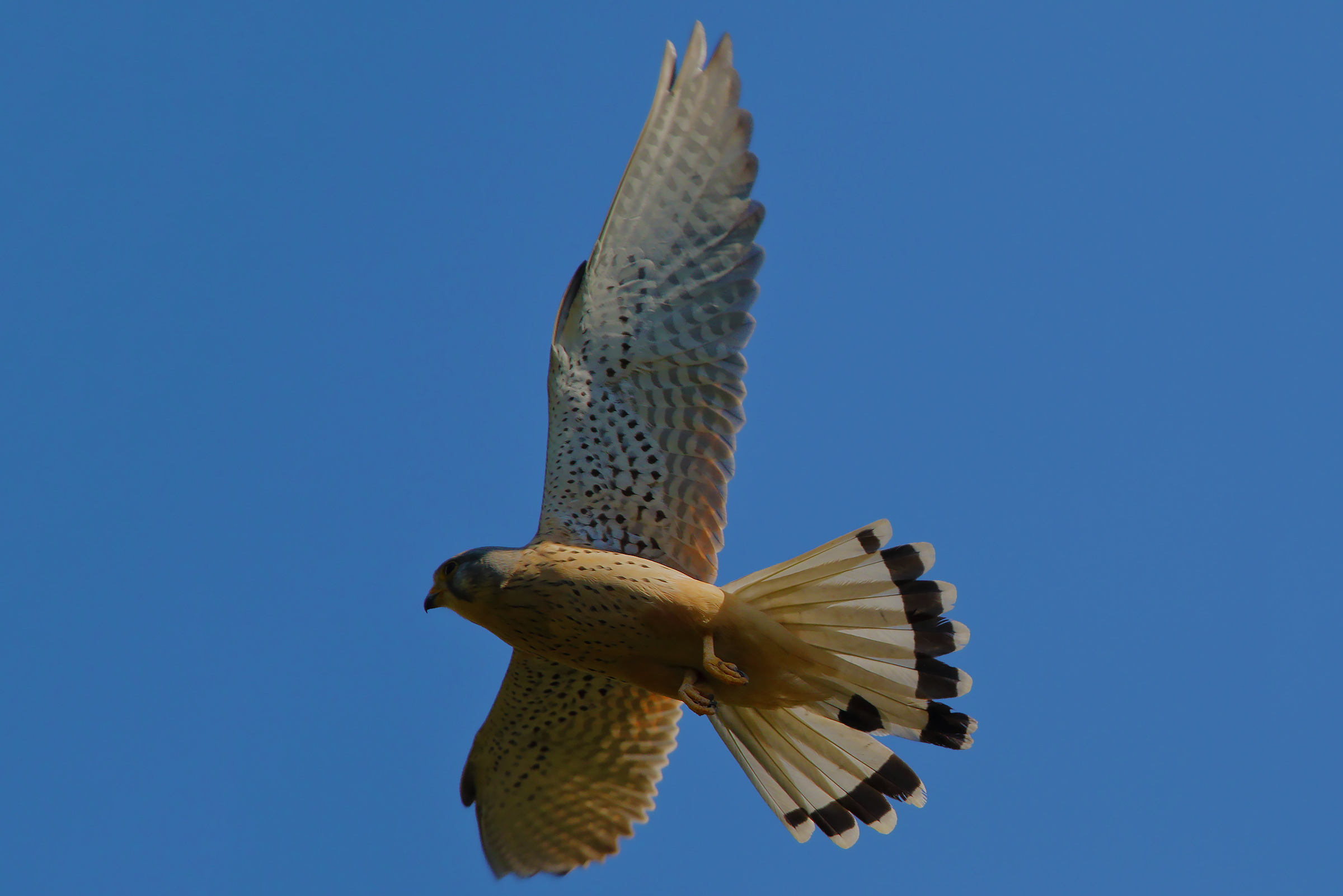 Kestrel