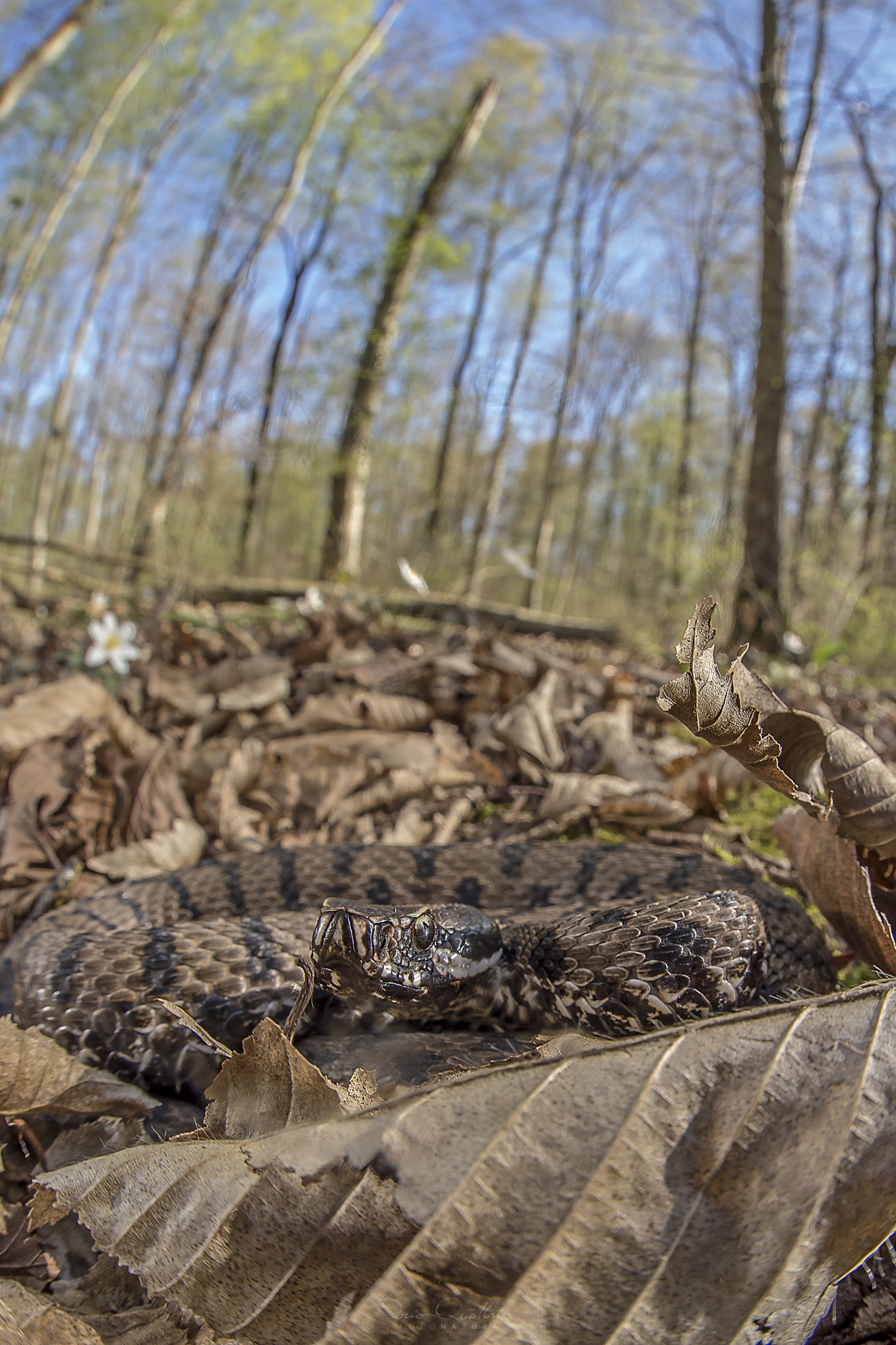 vipera aspis francisciredi