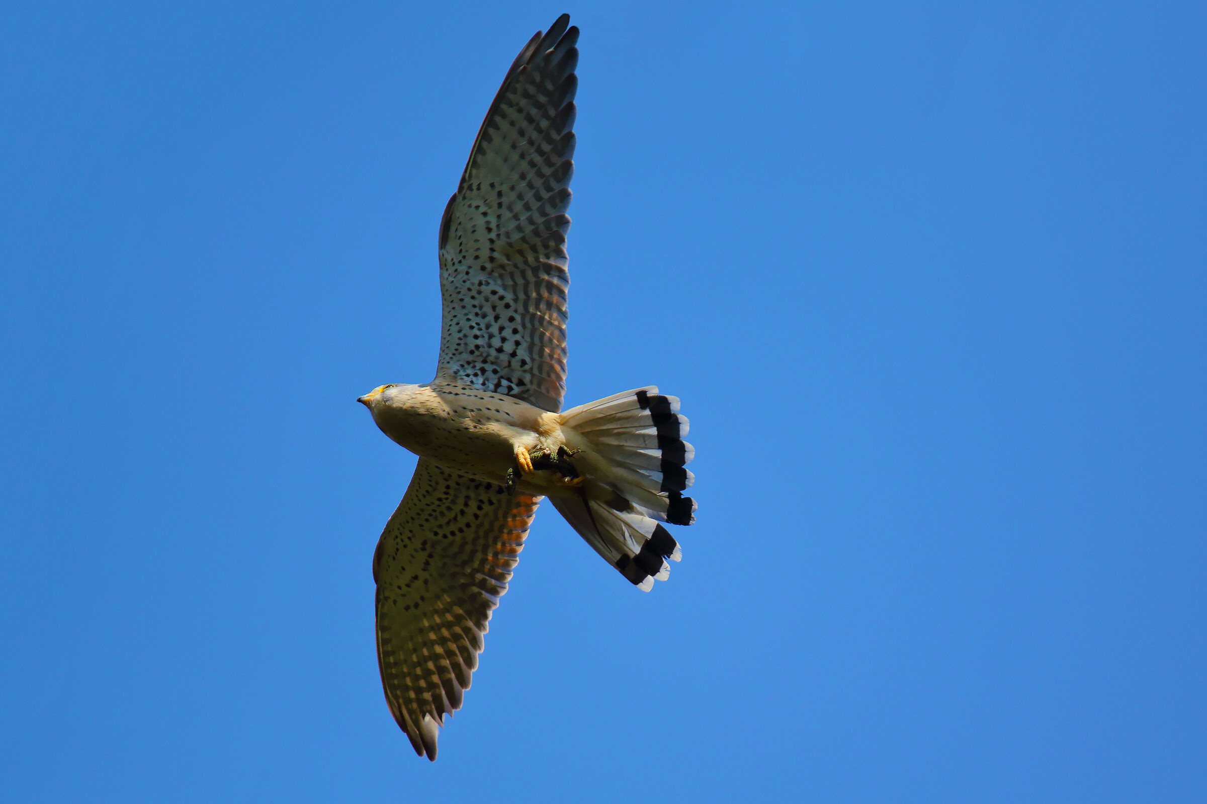 Kestrel with gift to the consort