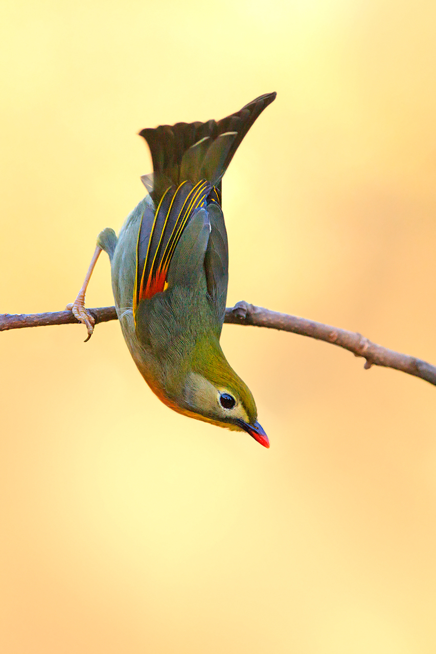 Usignolo del giappone