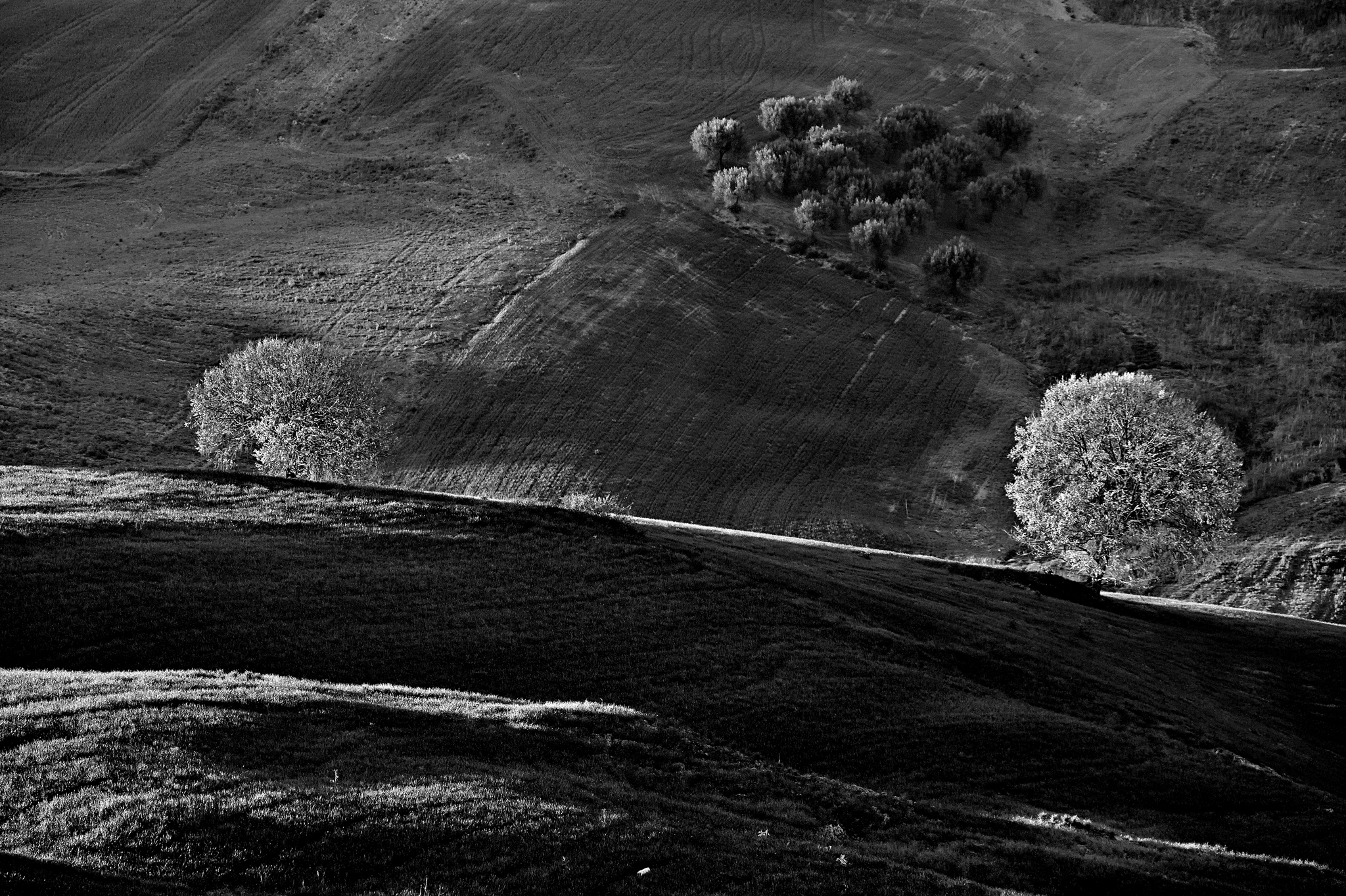 Semplicemente Alberi