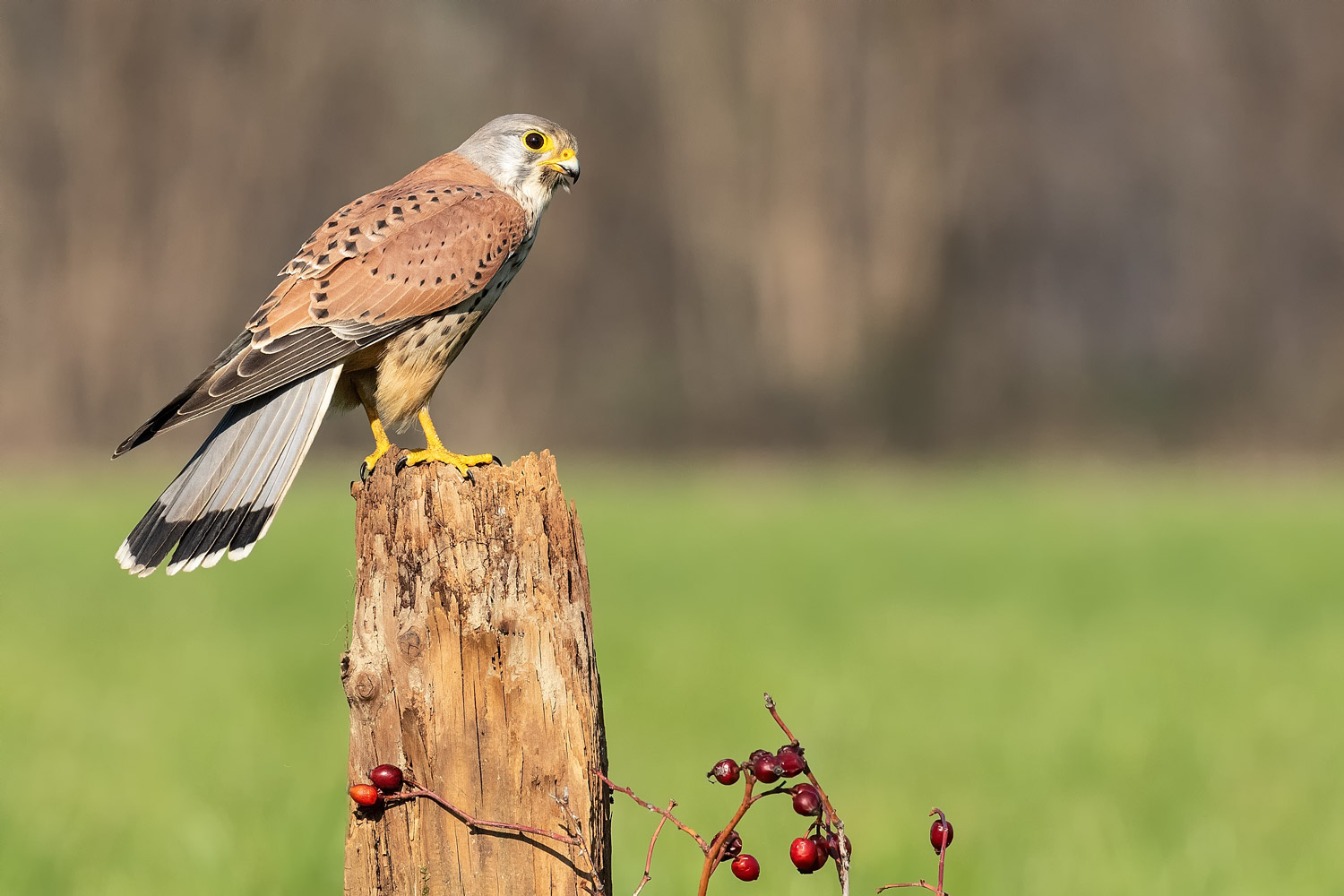 Male Kestrel