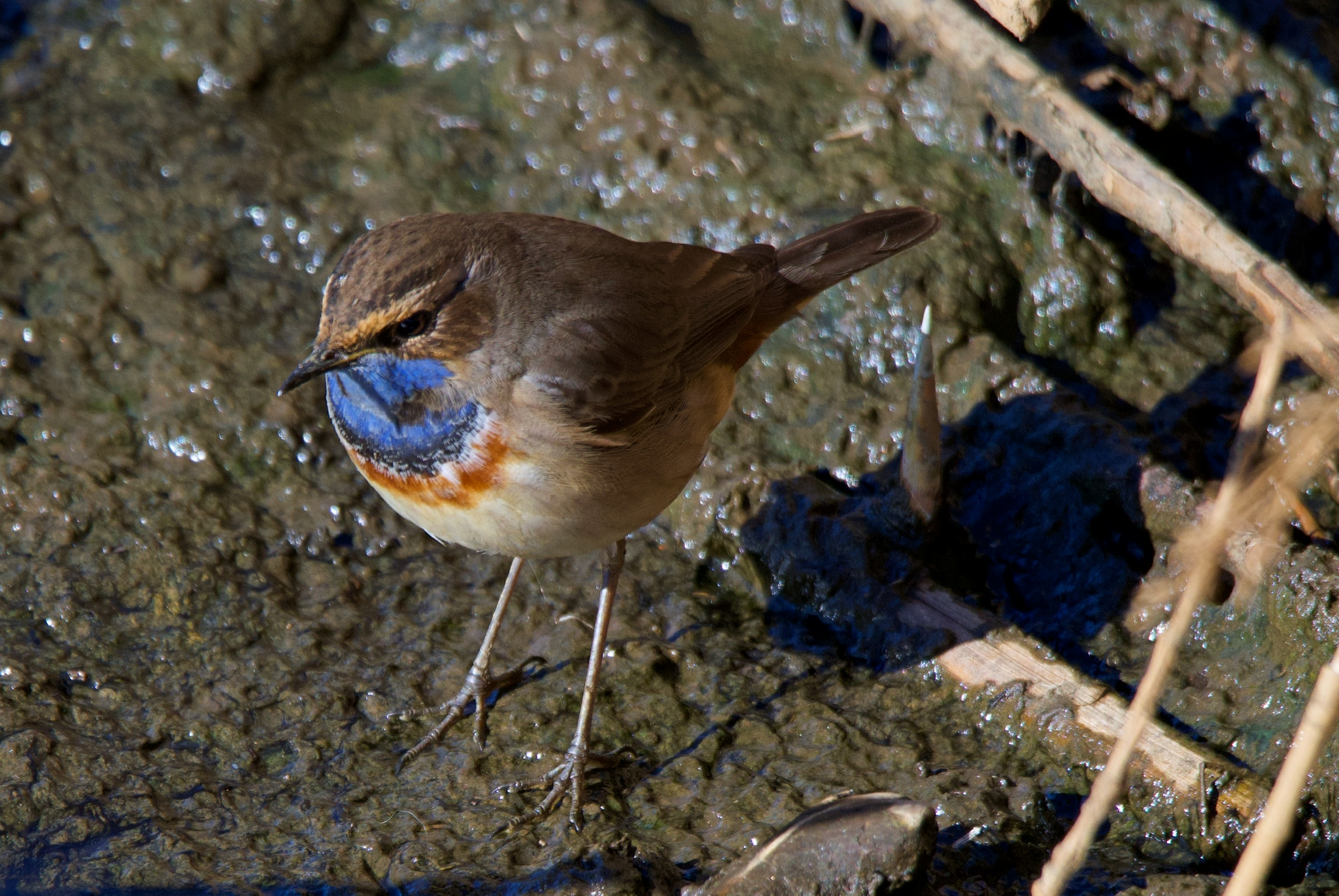 Bluethroat