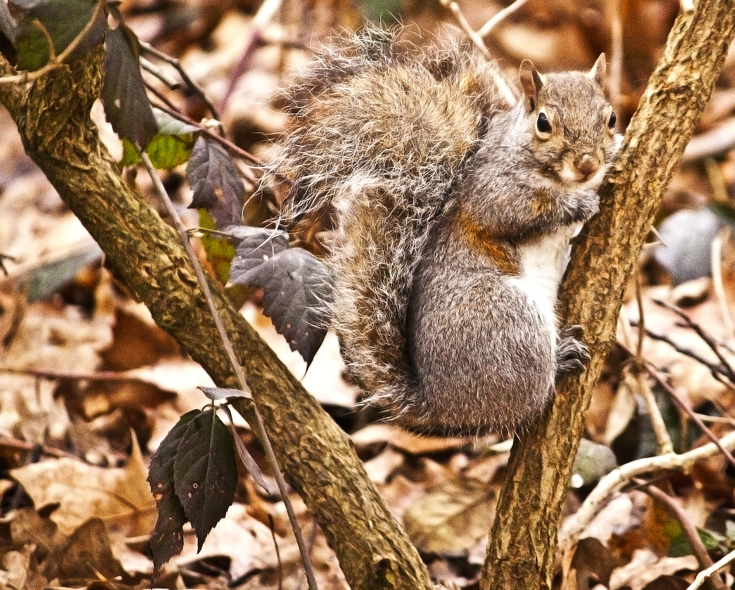 between the branches