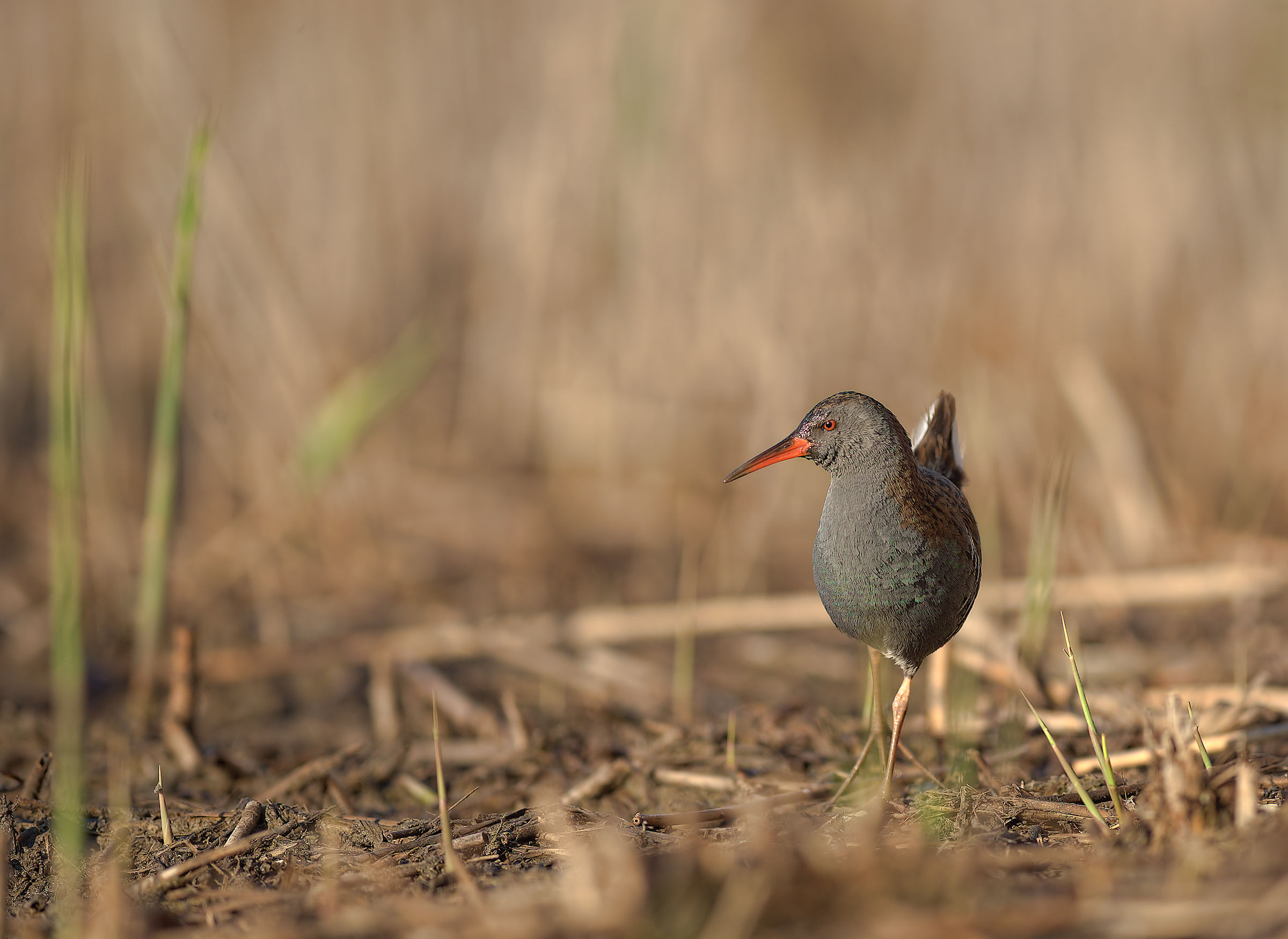 Water Rail