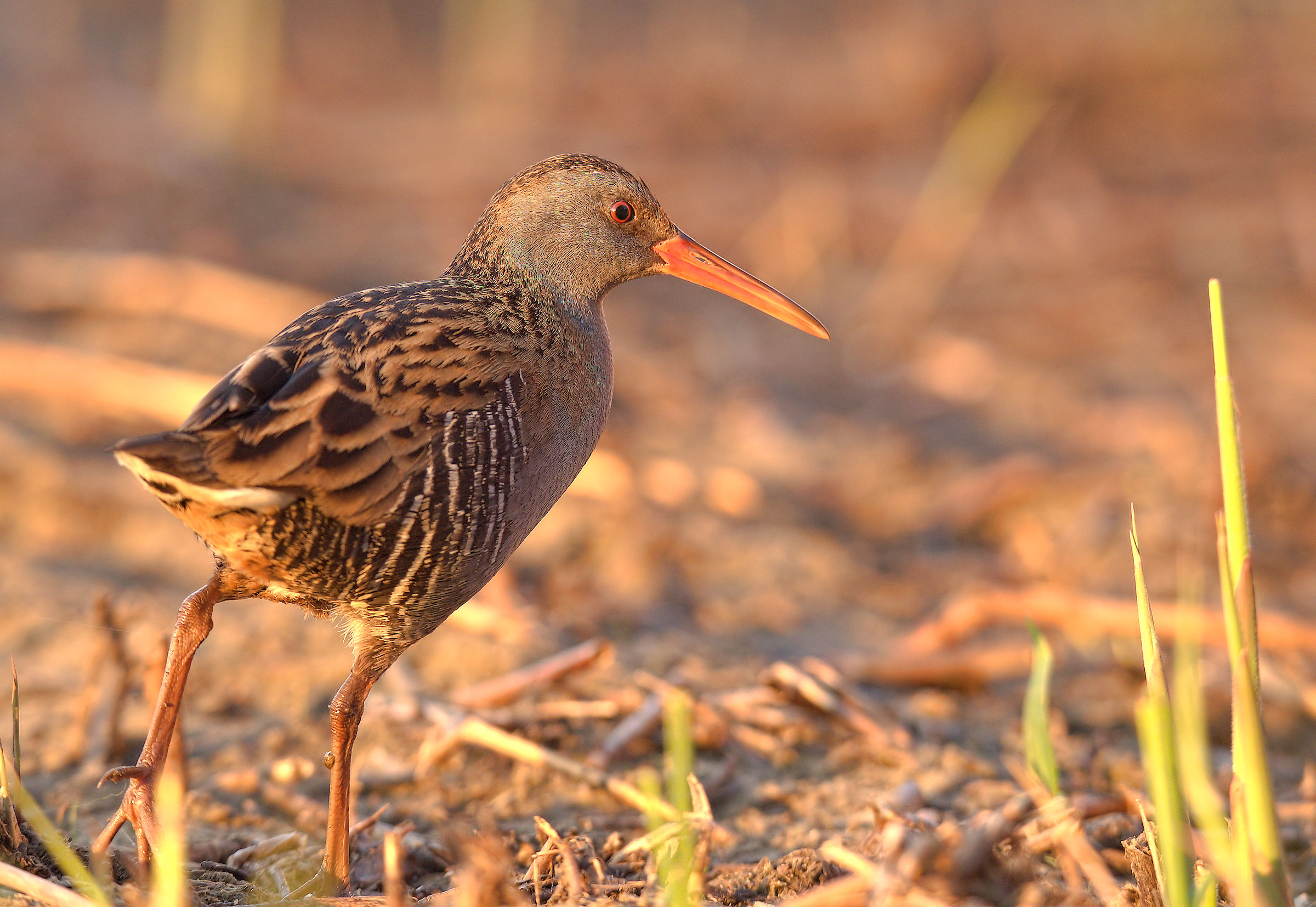 Water Rail
