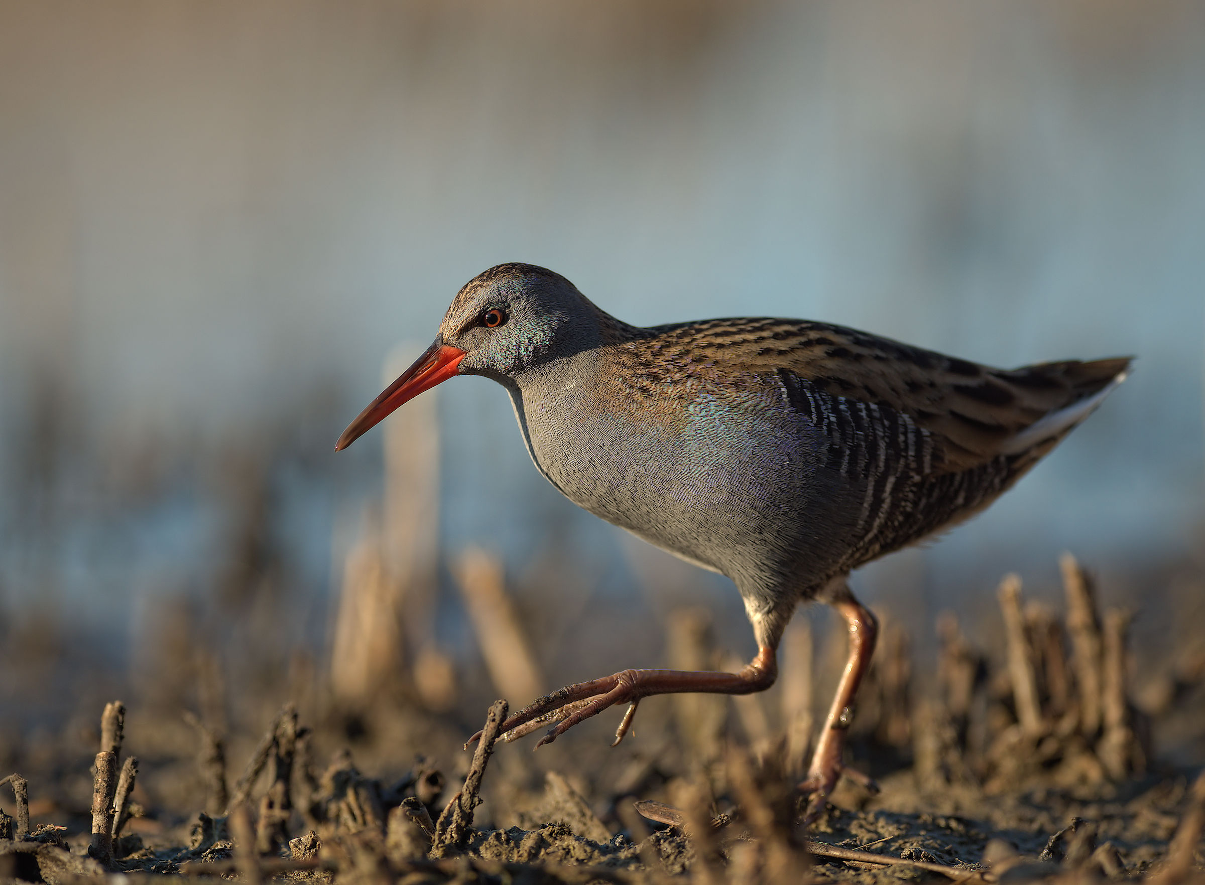 Water Rail