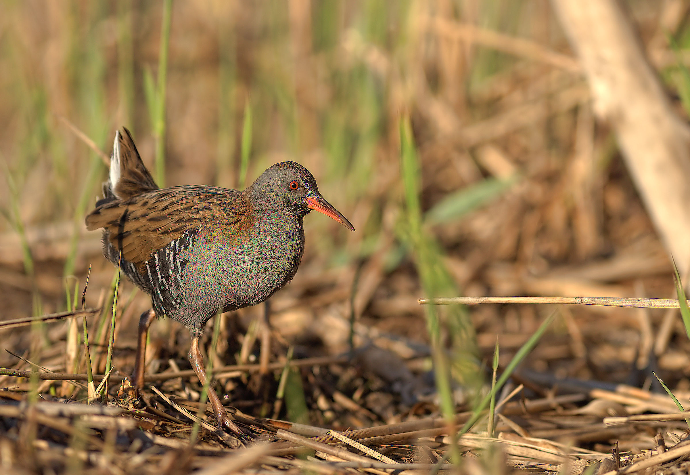 Water Rail