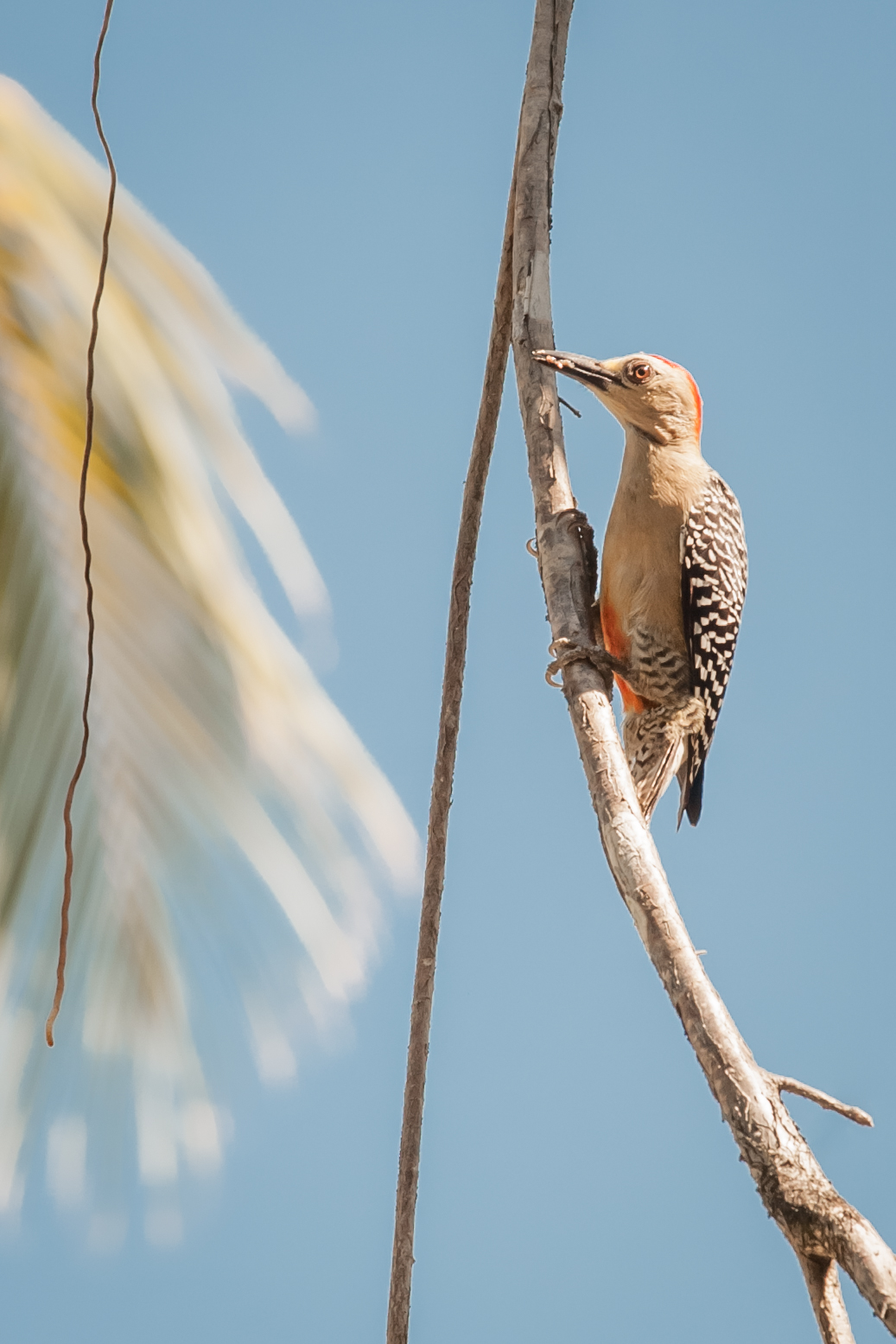 Hoffmann's Woodpecker