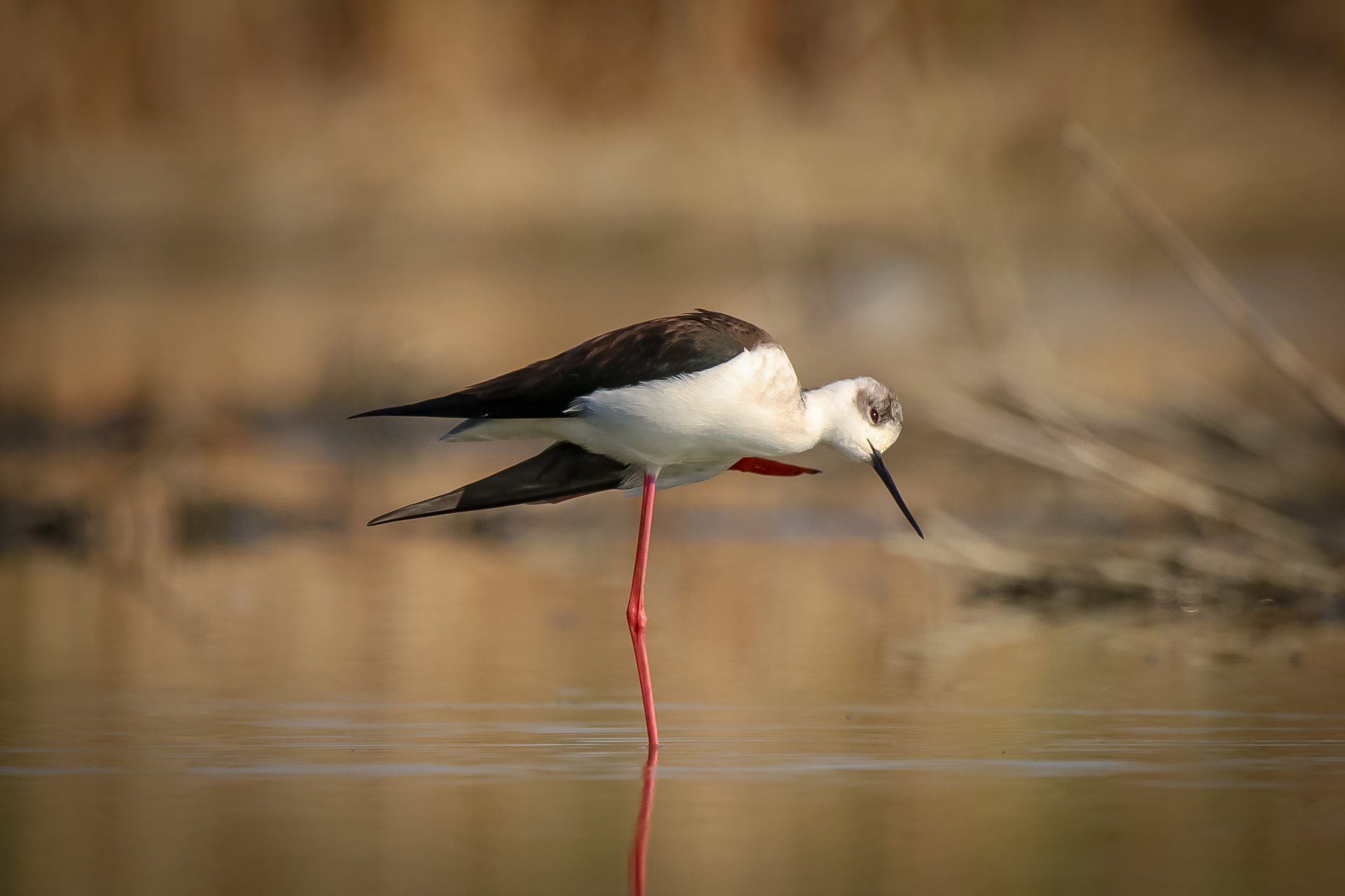 Cavaliere d'Italia  2