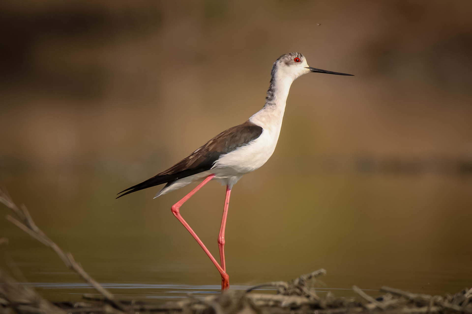 Cavaliere d'Italia 3