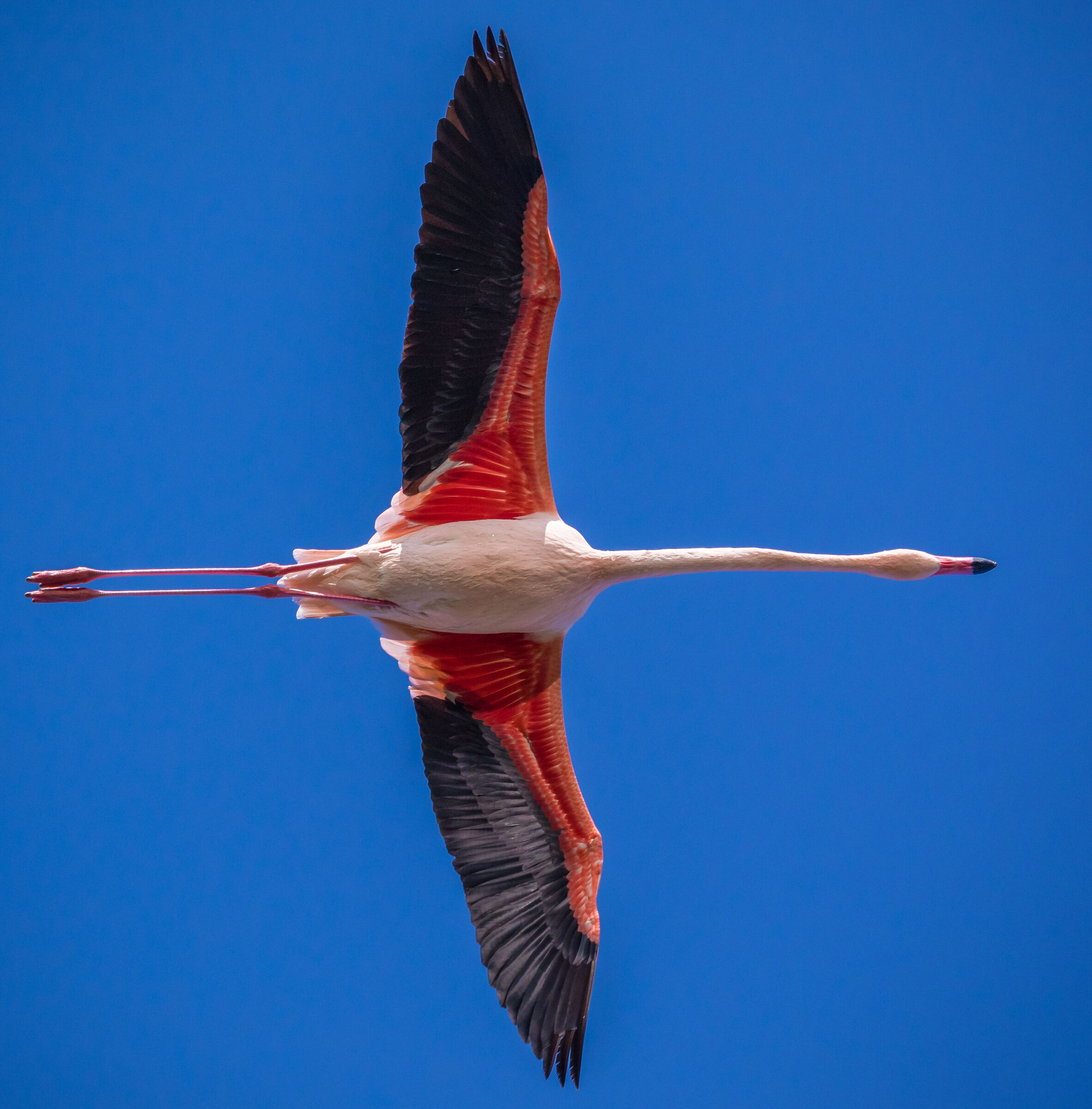 Flamingo at Zenith