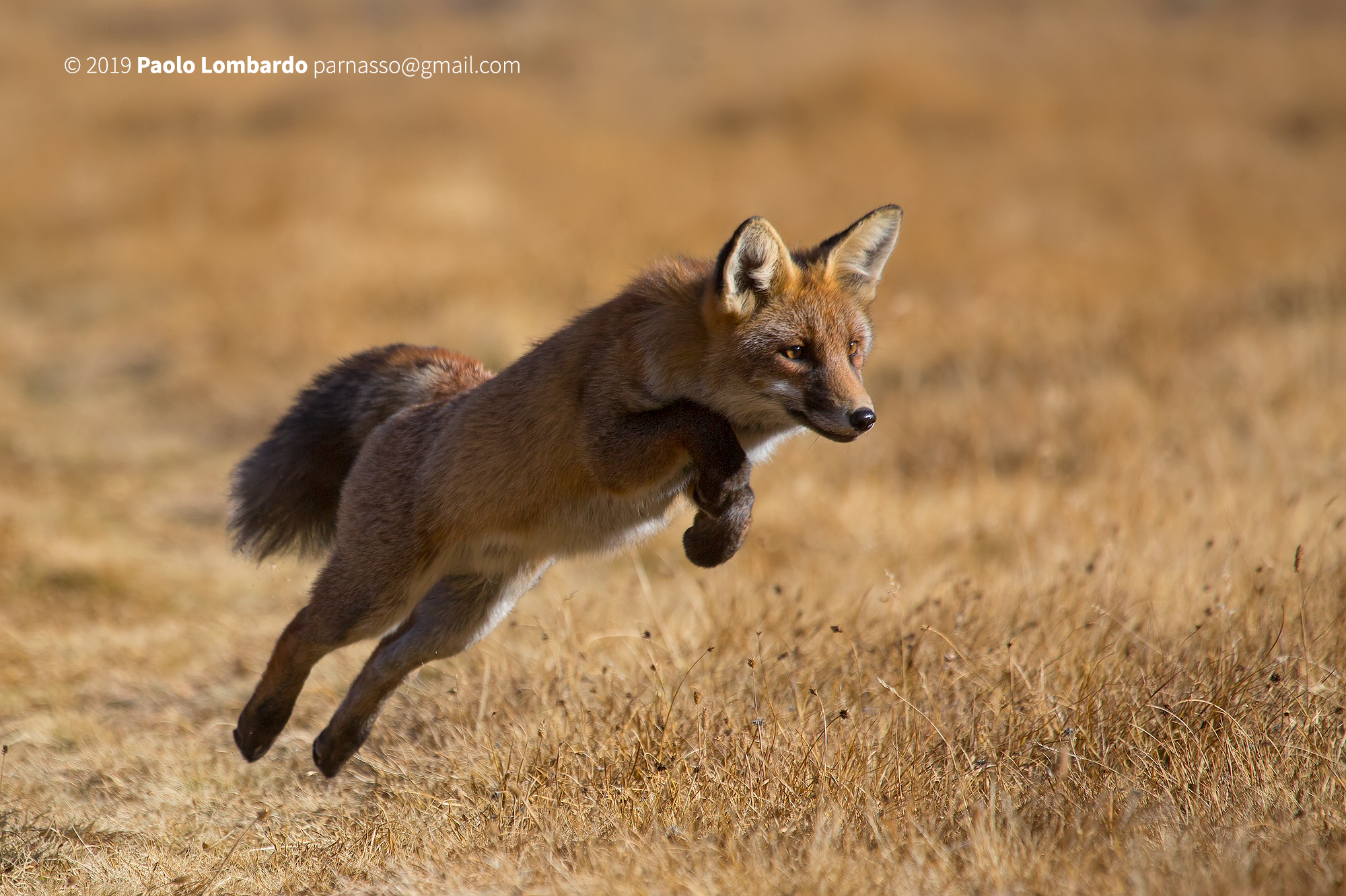 Vulpes vulpes - Red fox - Volpe