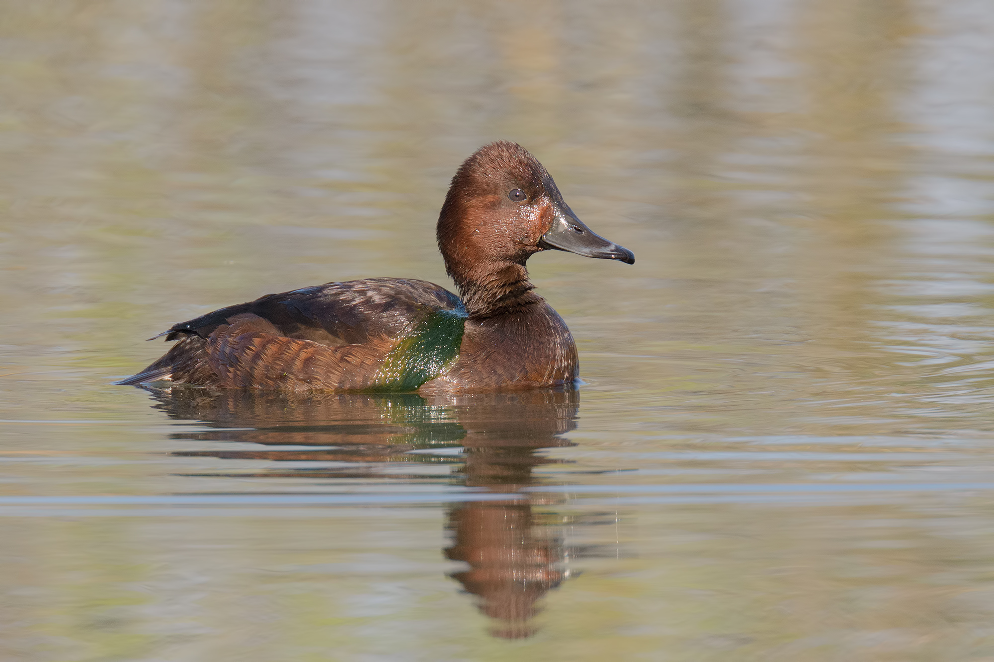 Moretta Tabaccata-Oasis Lake of Porta