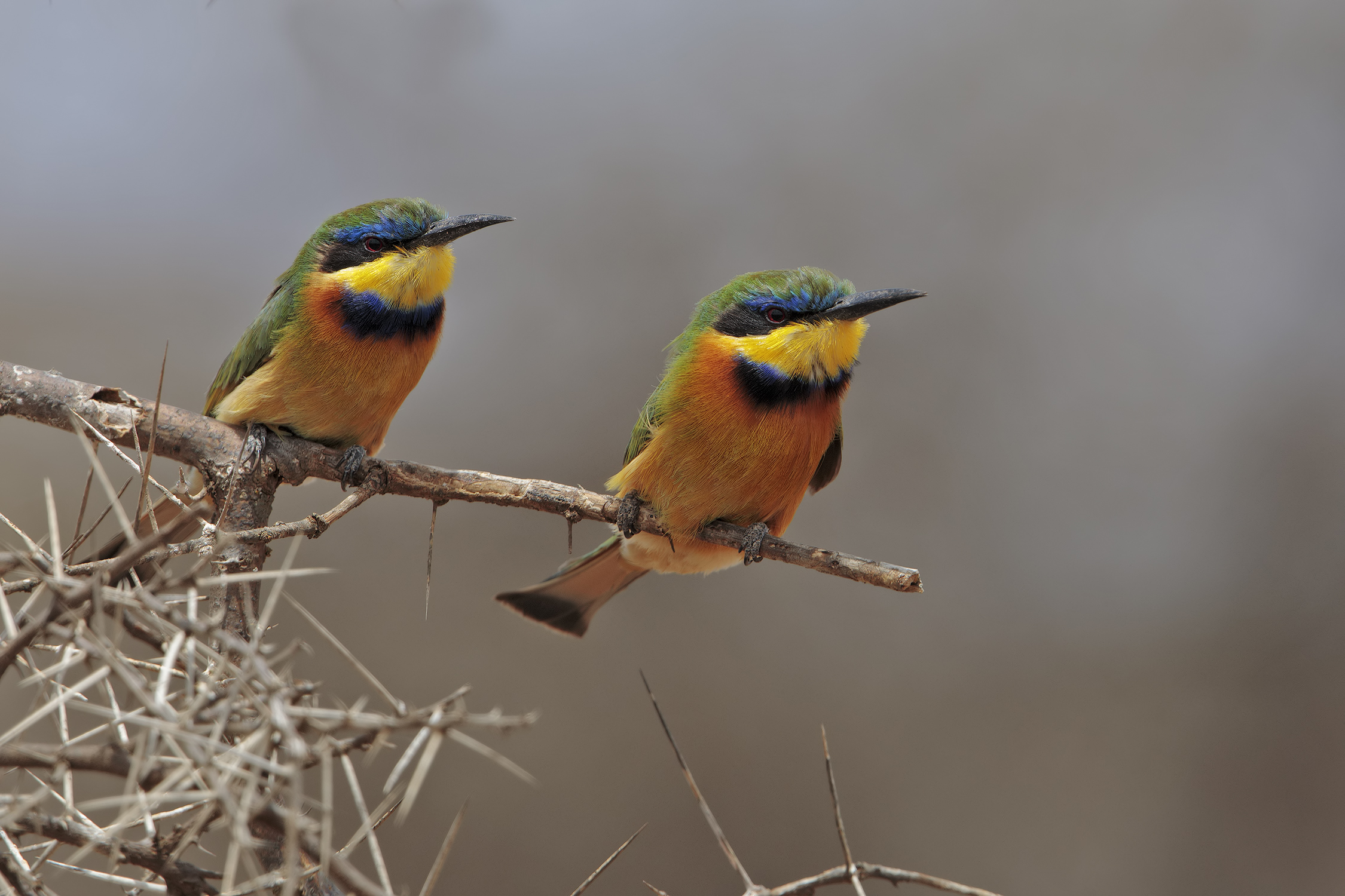 Minor Bee-eater