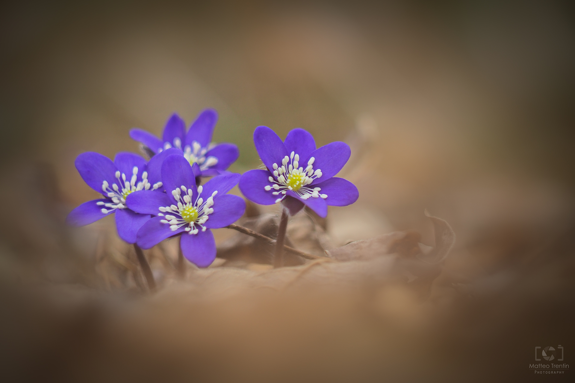 Anemone Nobilis Hepatic