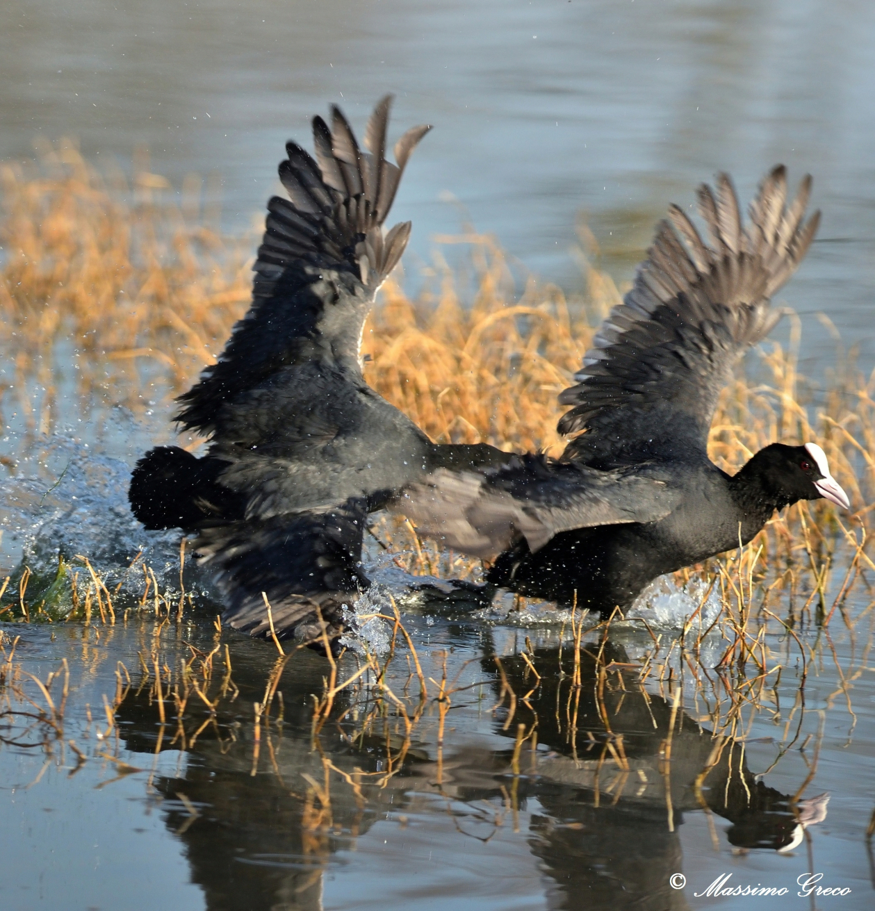 Coots