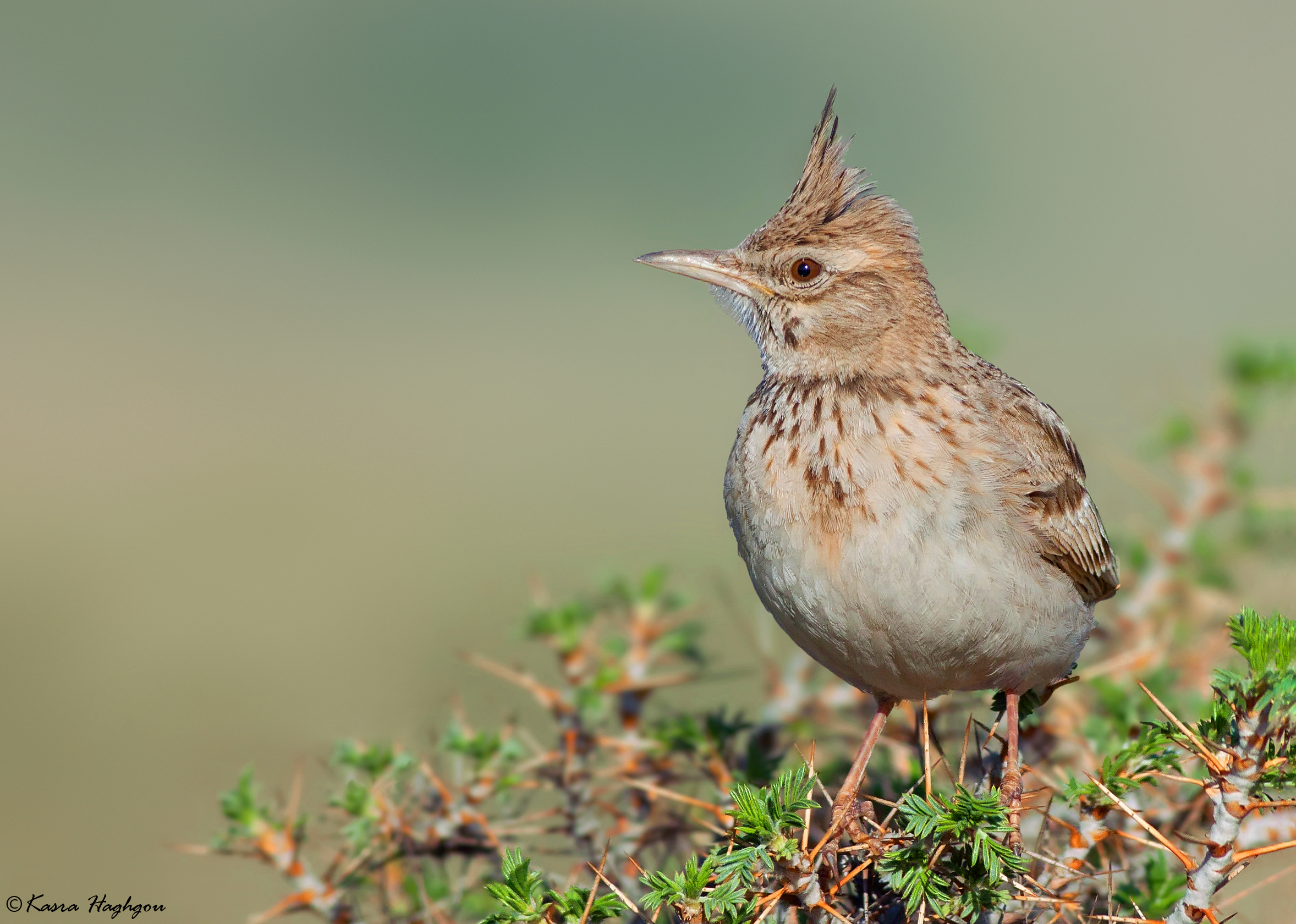 Crested lark
