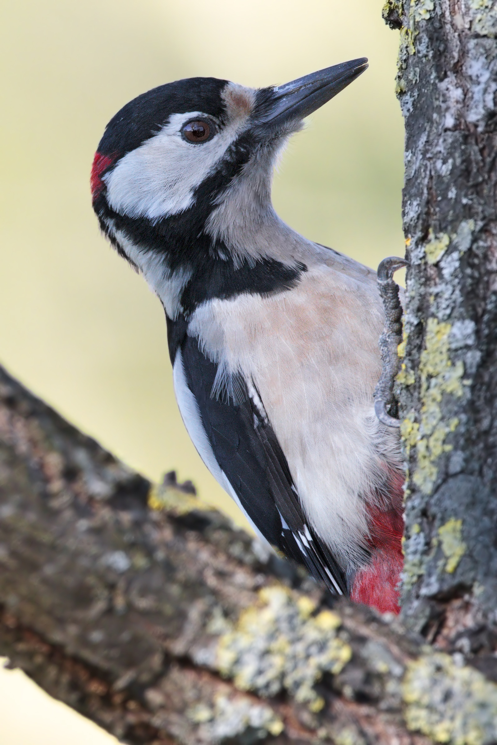 picchio rosso maggiore  ritratto
