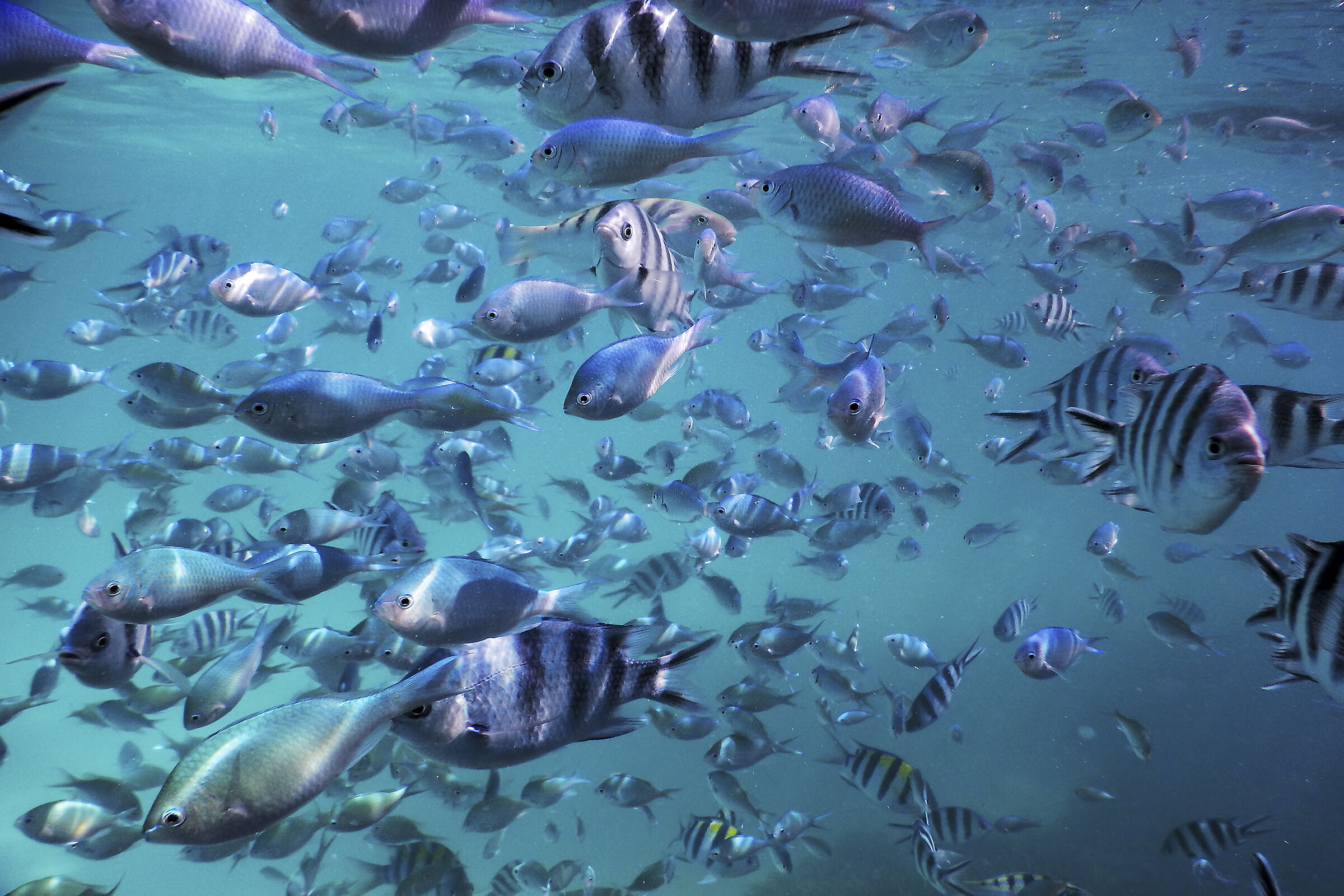 Zanzibar - Grande confusione