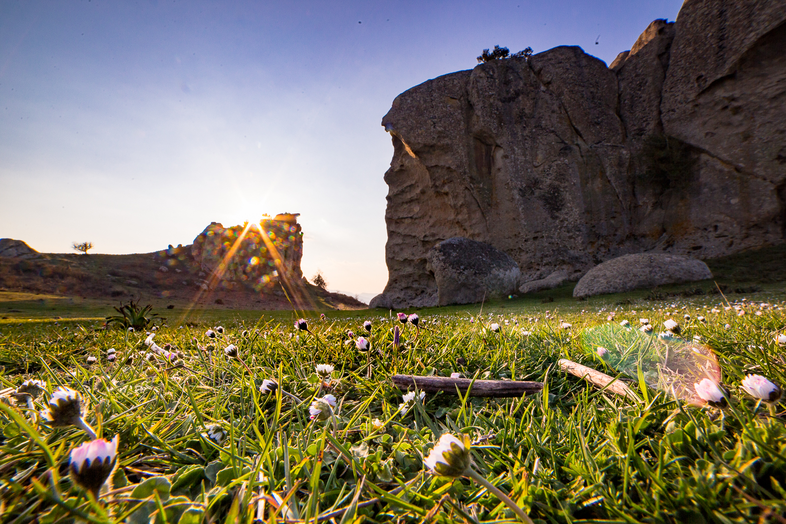 Fiori sull'altopiano dell'Argimusco