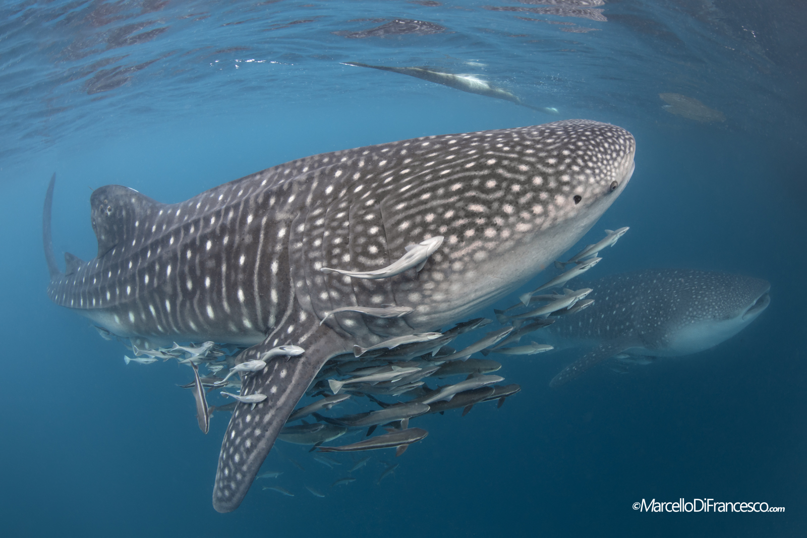 Whale Shark (Rhincodon typus) Triton Bay-West Papua