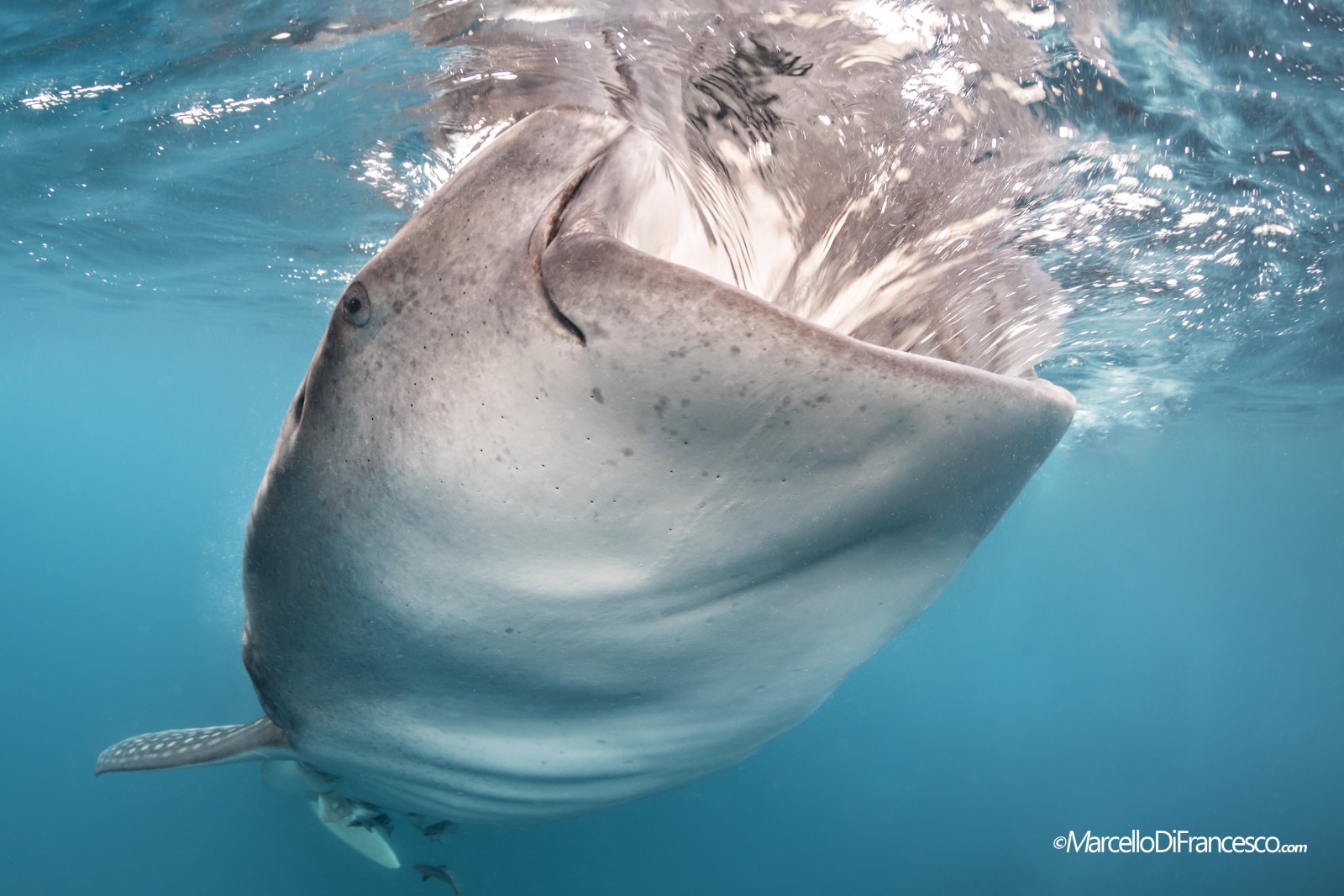 Whale Shark (Rhincodon typus) Triton Bay-West Papua