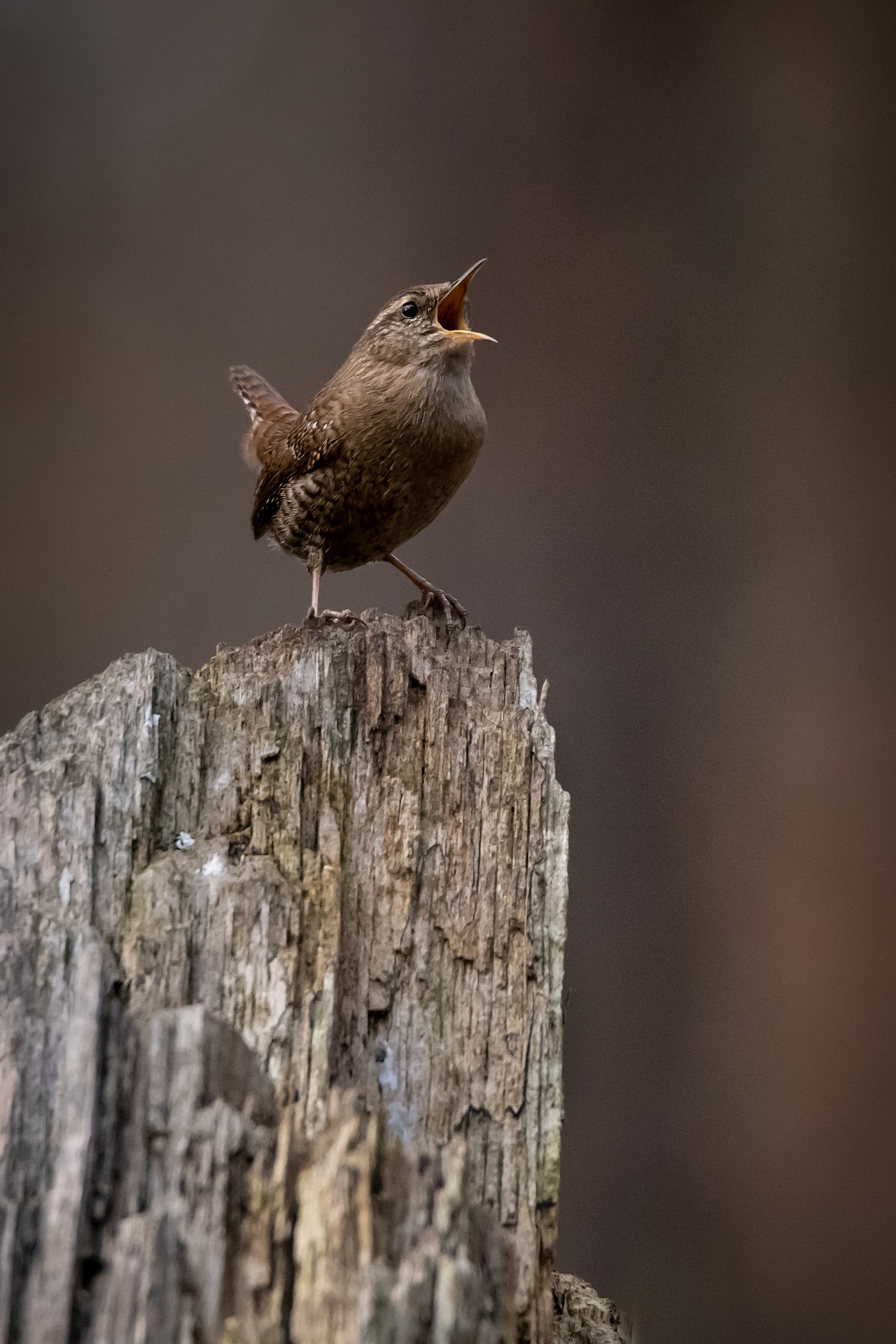 Scricciolo (troglodytes)