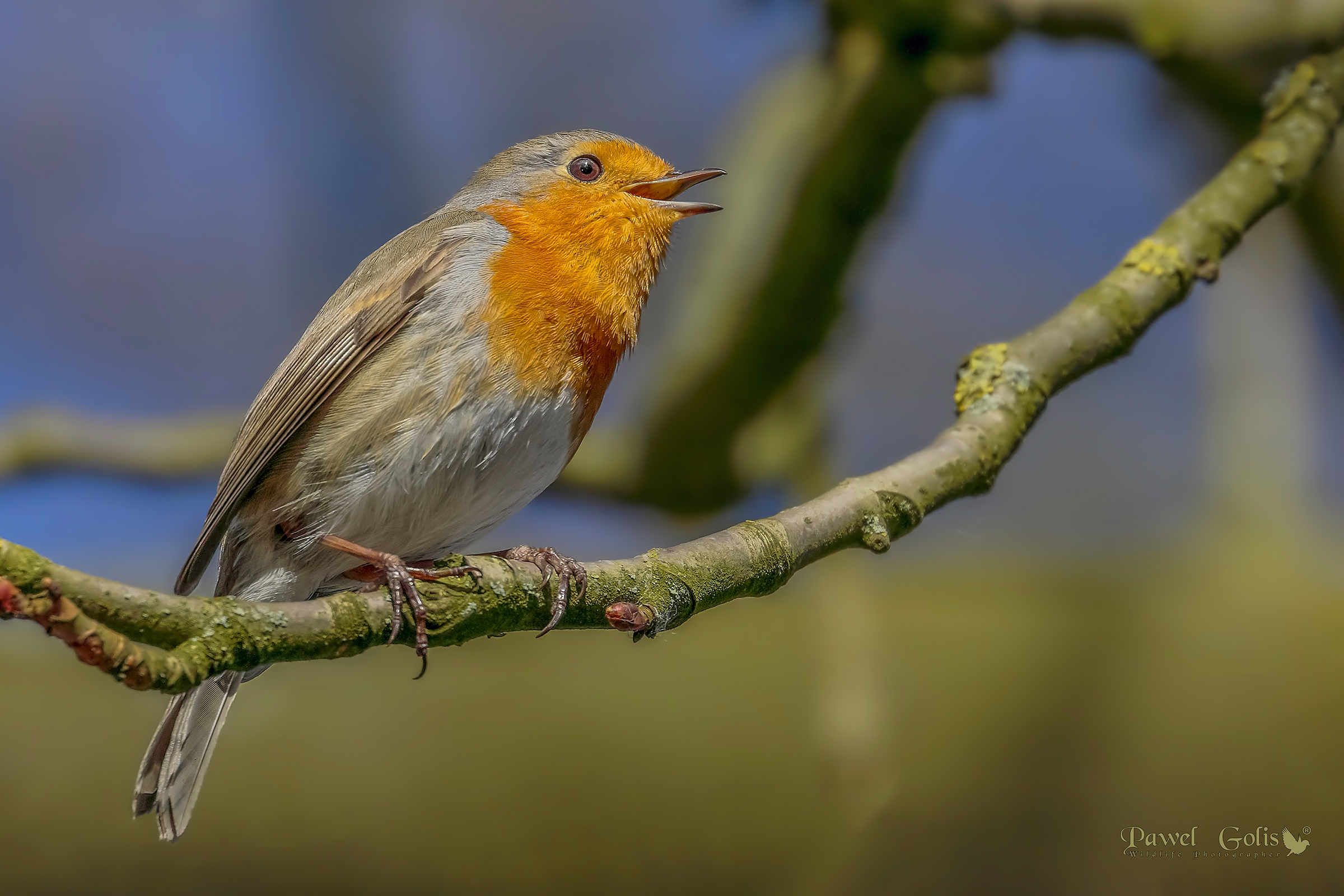 Pettirosso europeo (Erithacus rubecula)