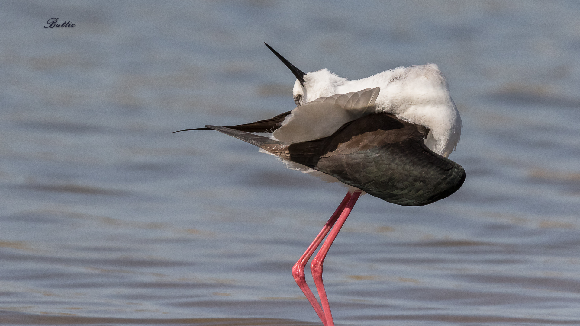 Cavaliere d'Italia (f)