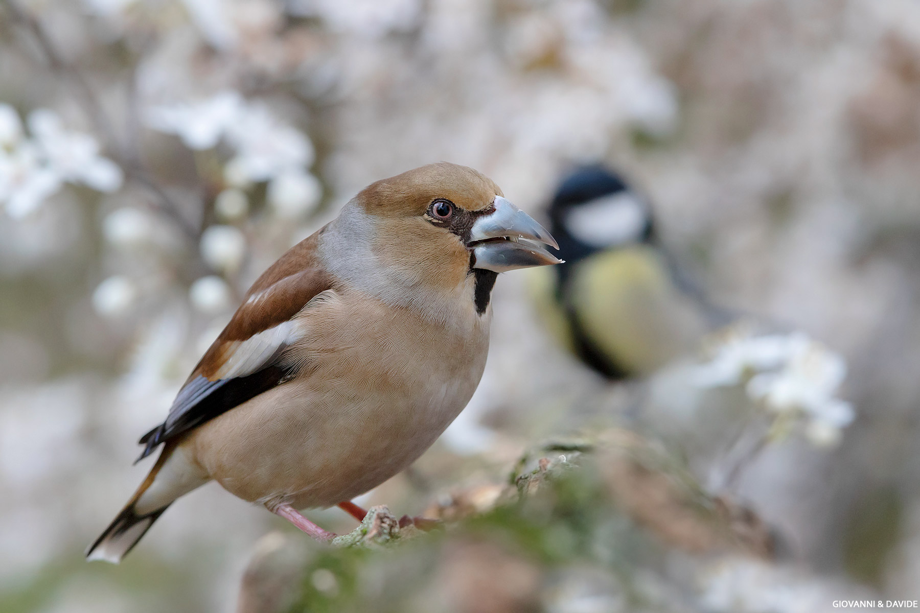 ... The two likes...