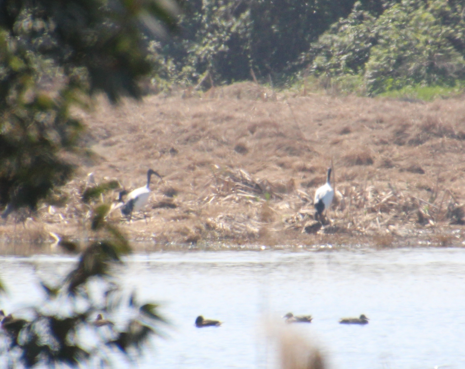 Ibis Sacred to the lake of Fogliano, Croppata image
