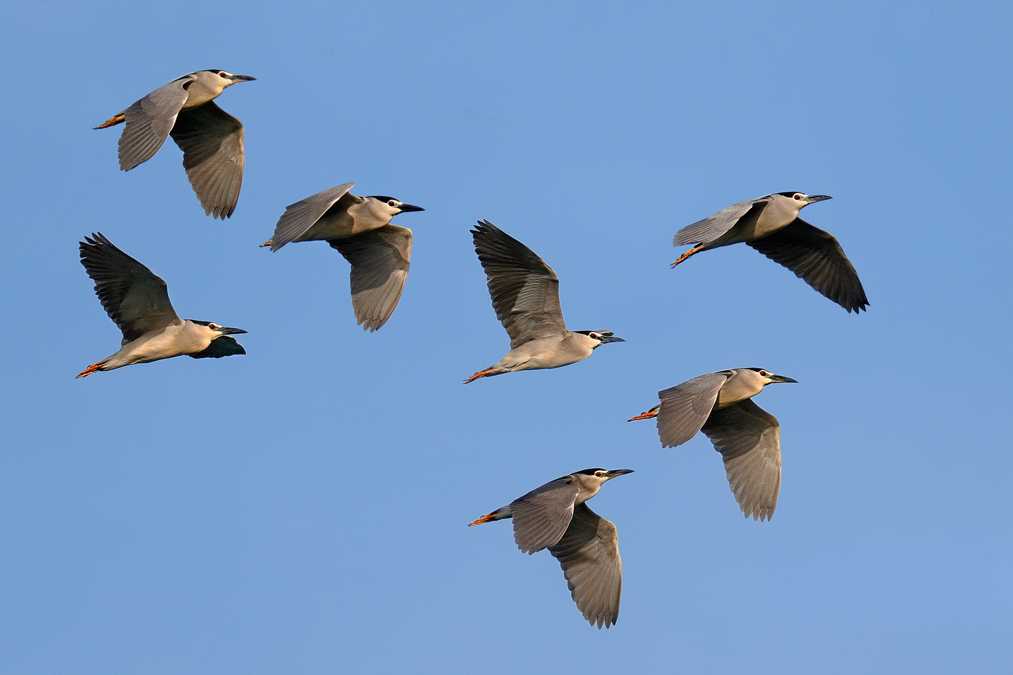 Nitticore in migration