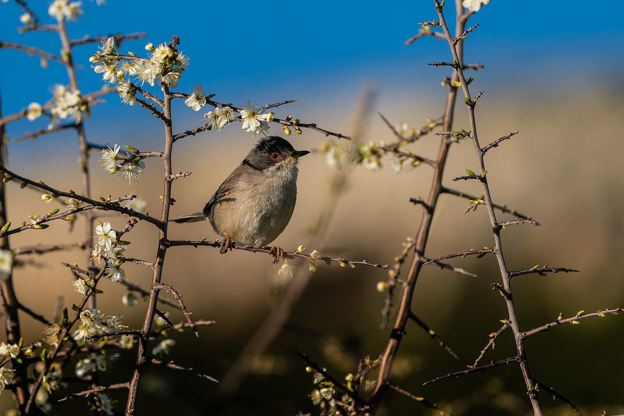 Sylvia melanocephala