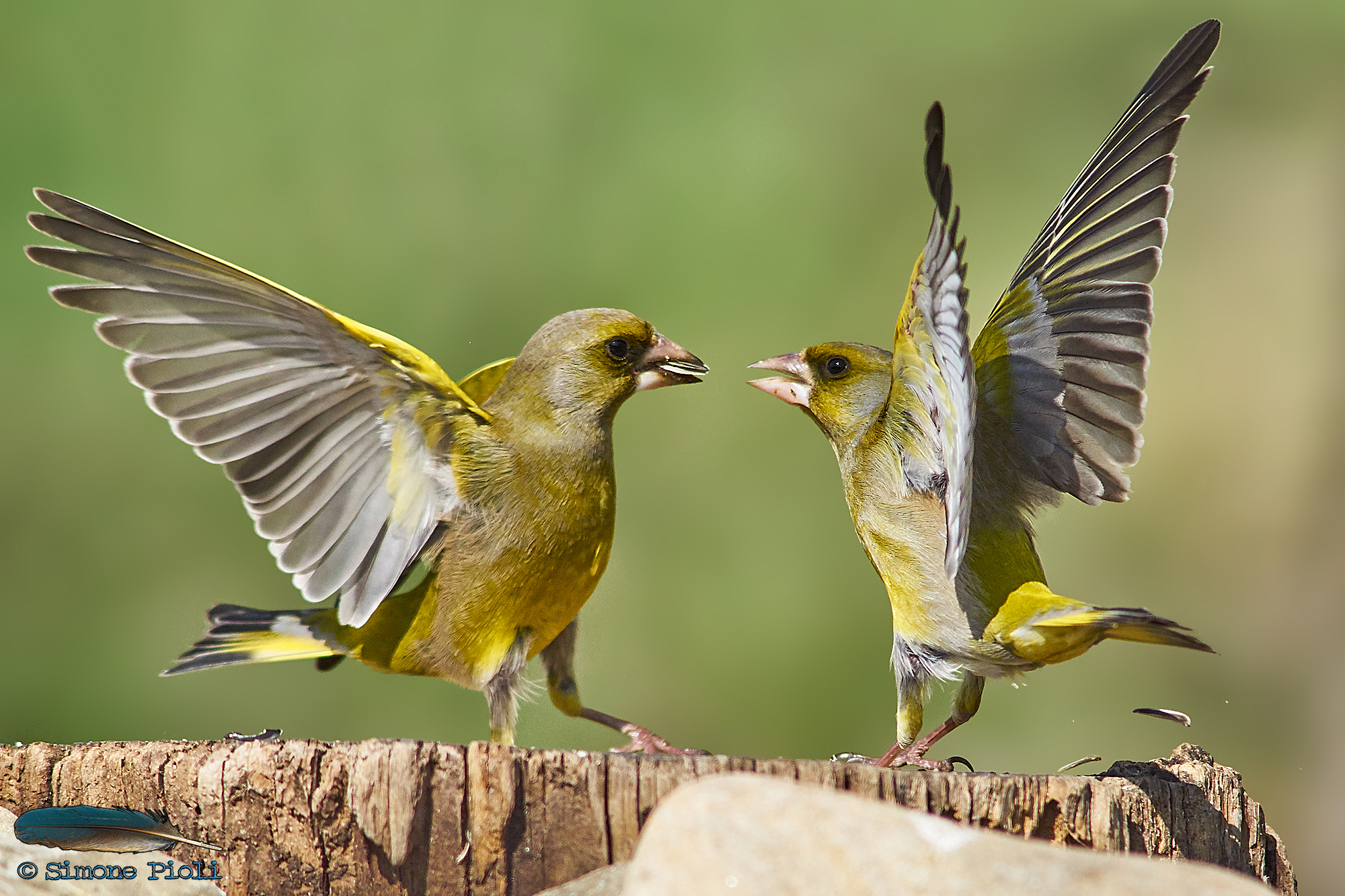 Lotte sulla mangiatoia