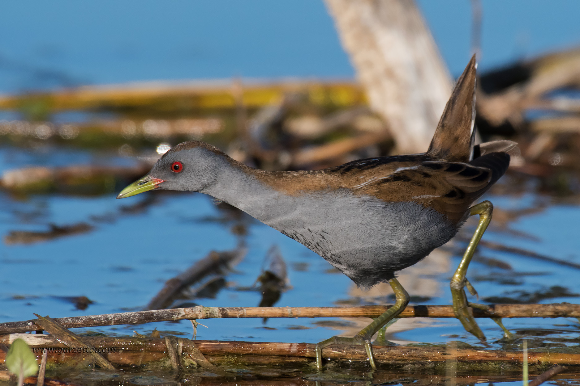 Schiribilla maschio 1