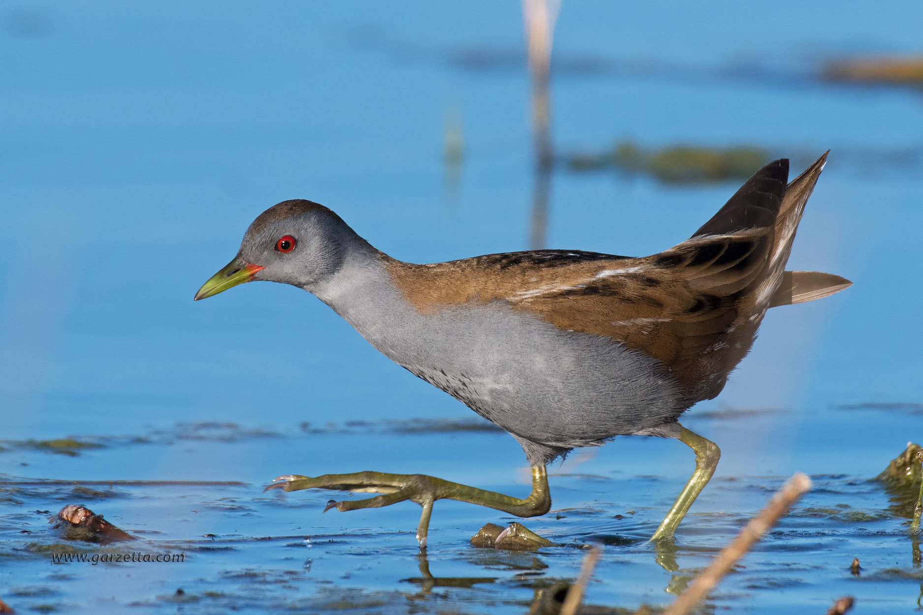 Schiribilla maschio 2