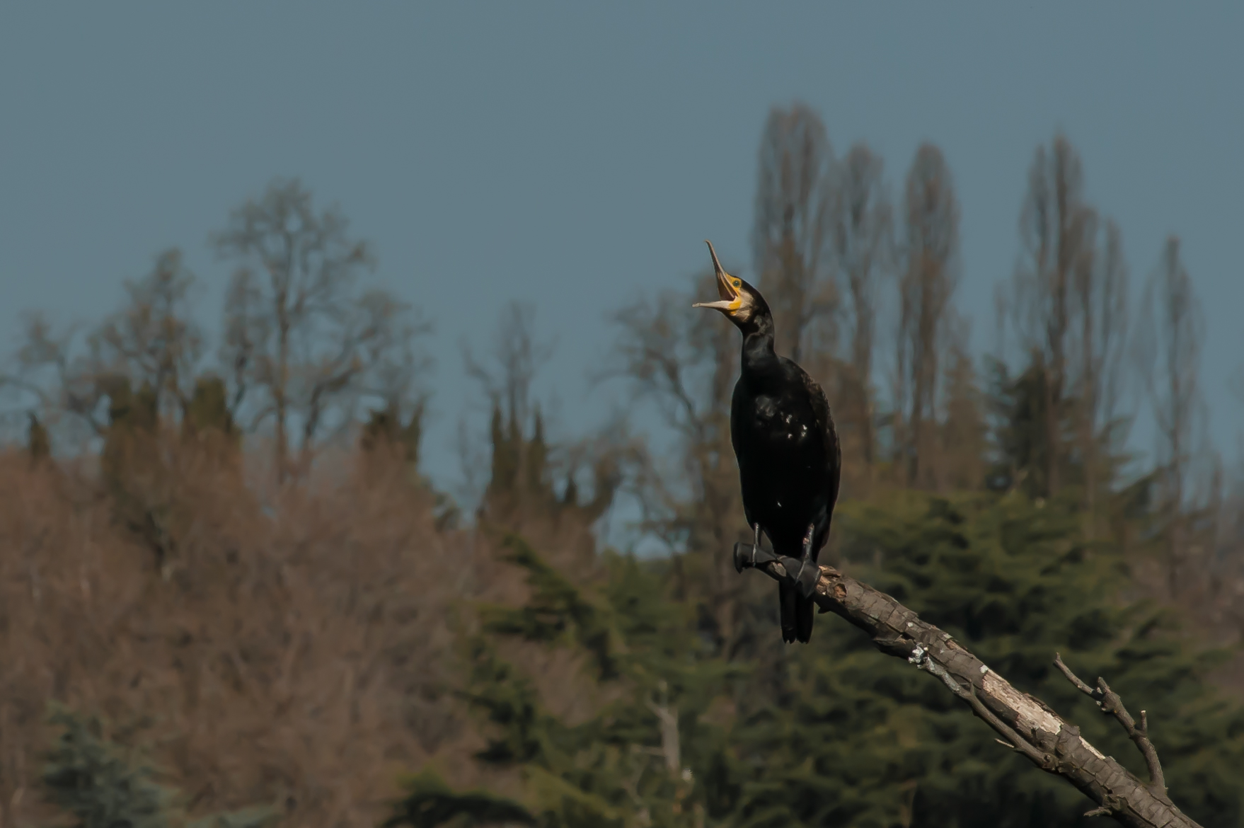 The yawning of the Cormorate