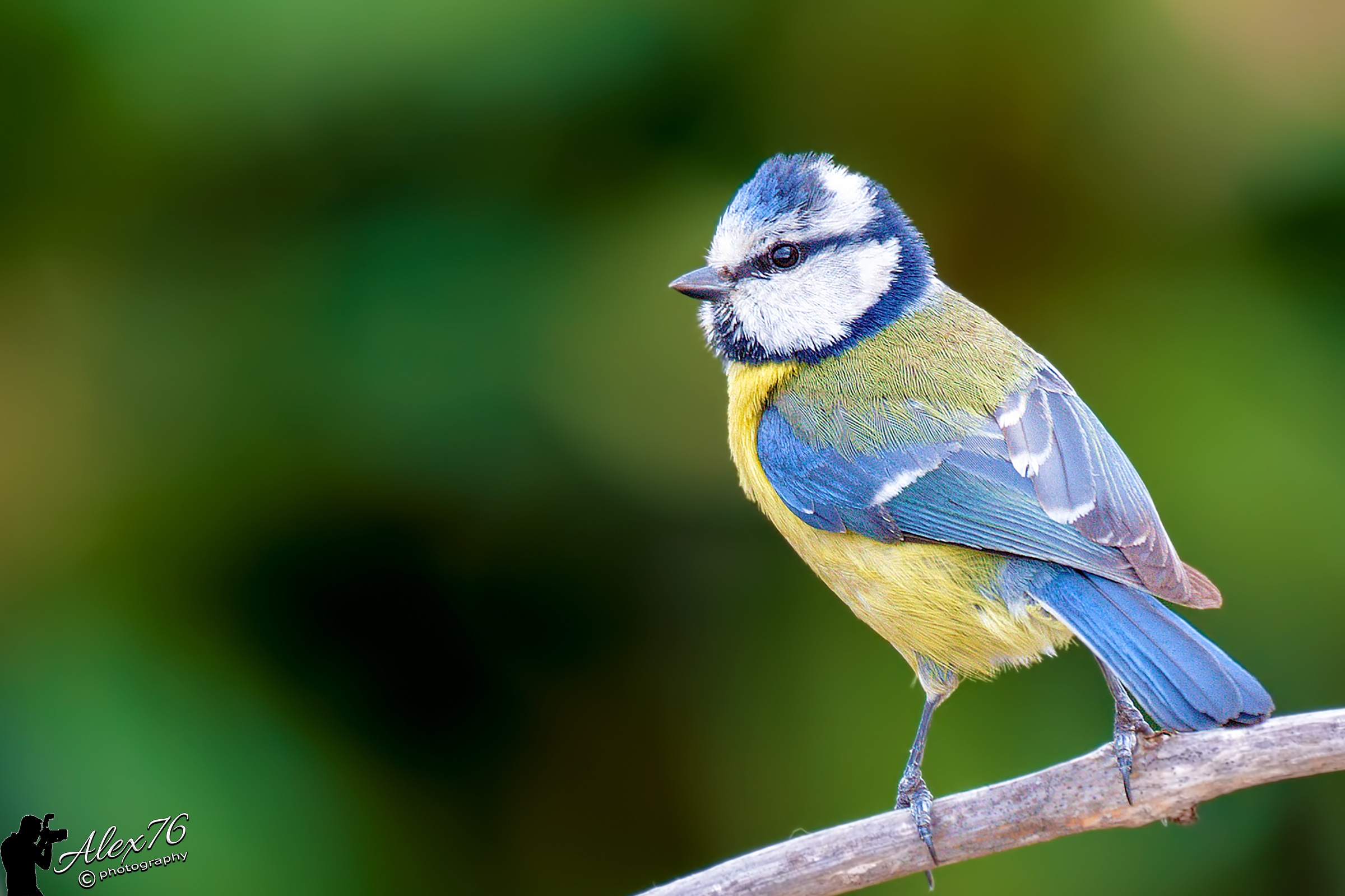 Primo scatto di avifauna con Sony
