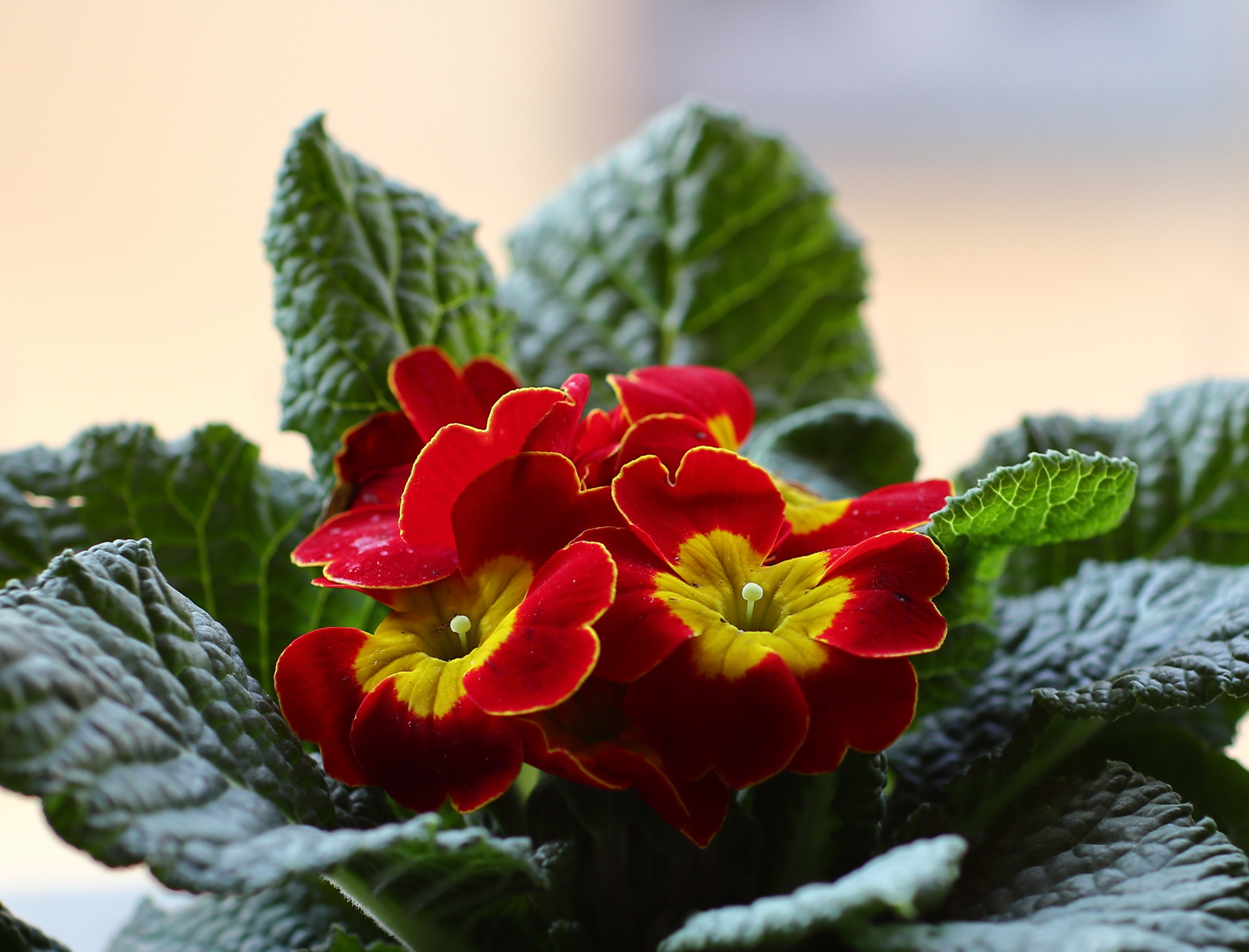 Vecchie glorie... FD 55 f1.2 Aspherical