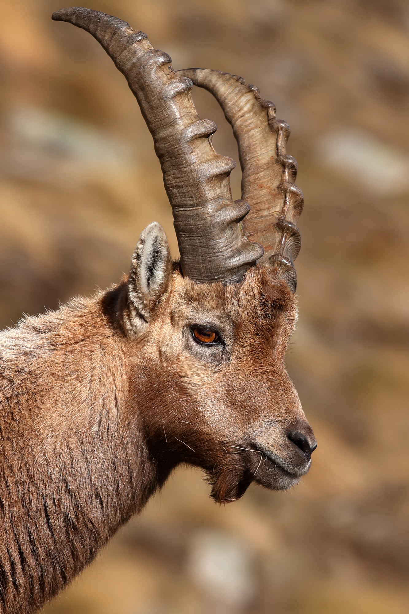 Ritratto di stambecco