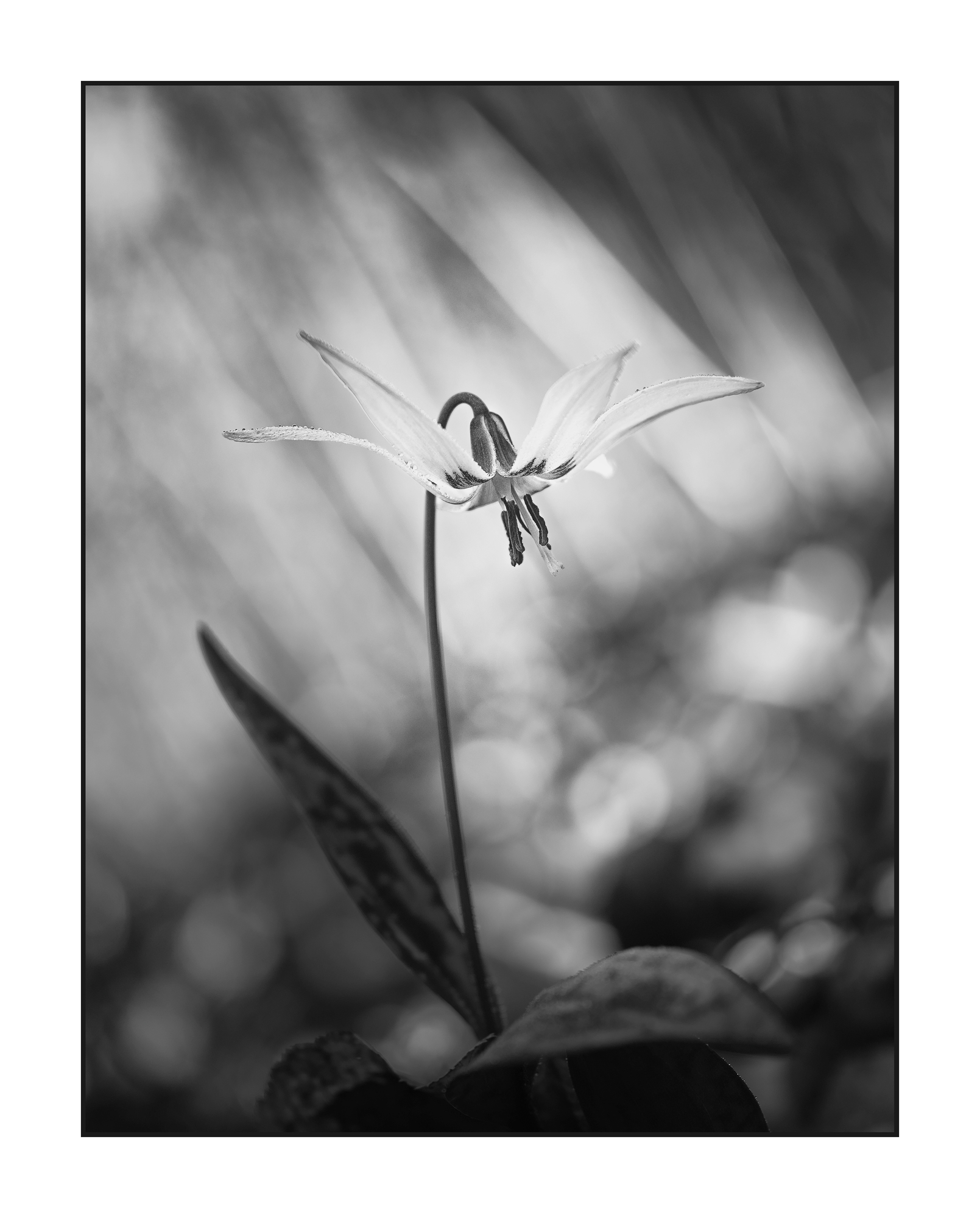 Erythronium Dens-Canis