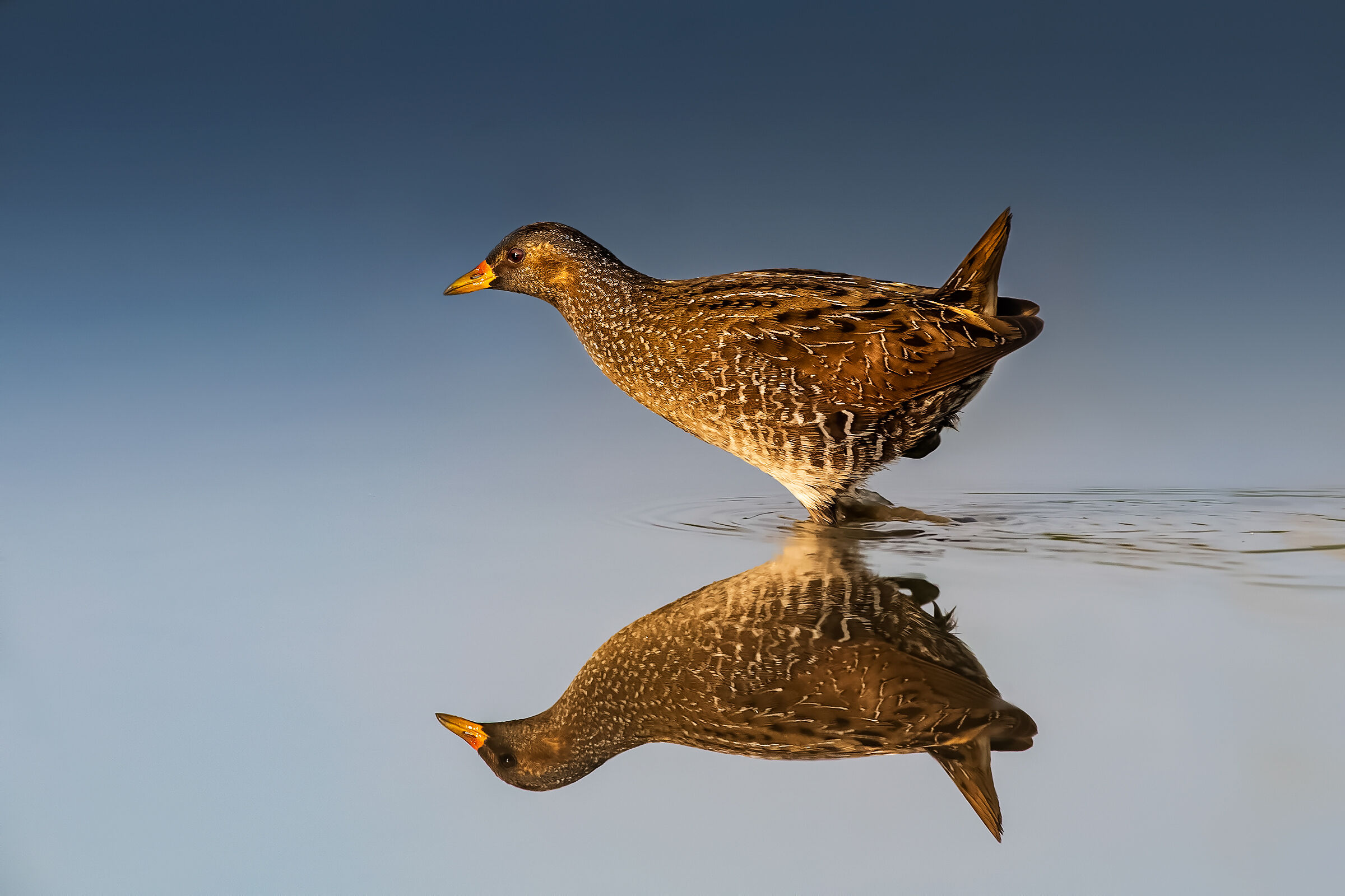 The cut between night and day of the Voltolino