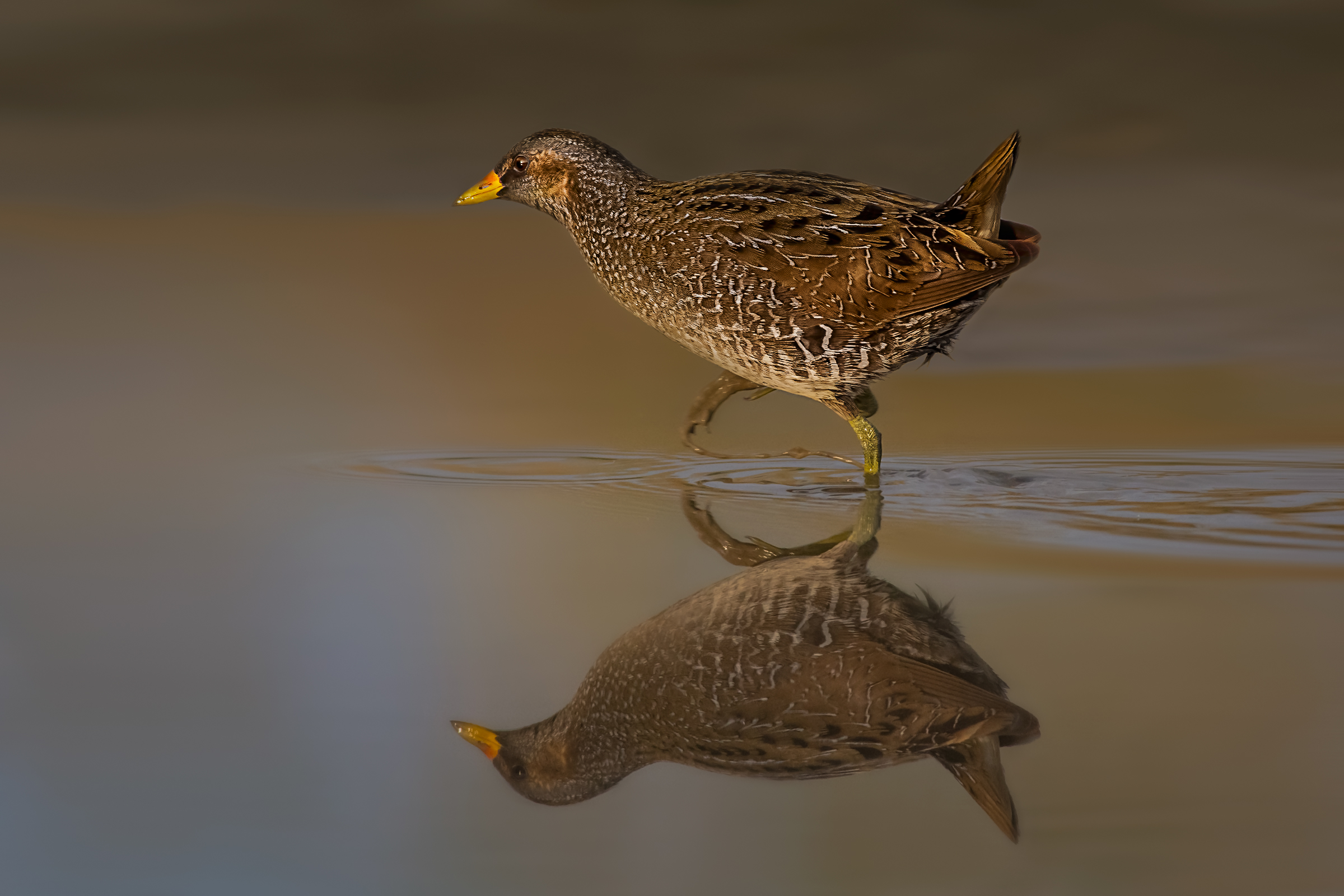 The primosole del Voltolino